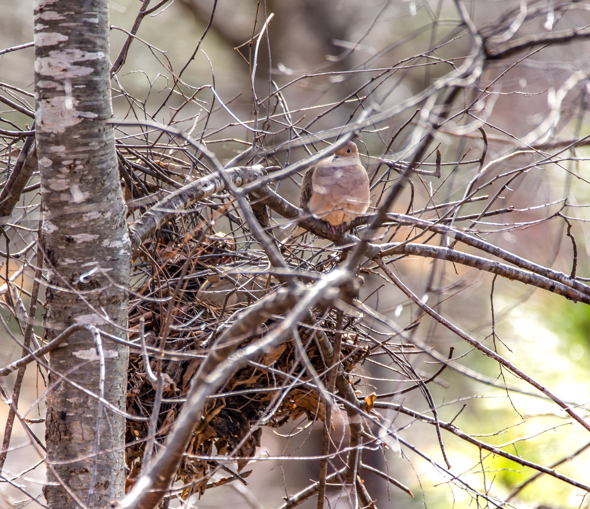 150-600mm F5-6.3 DG OS HSM | Contemporary 015 sample photo. Doves building a nest together photography