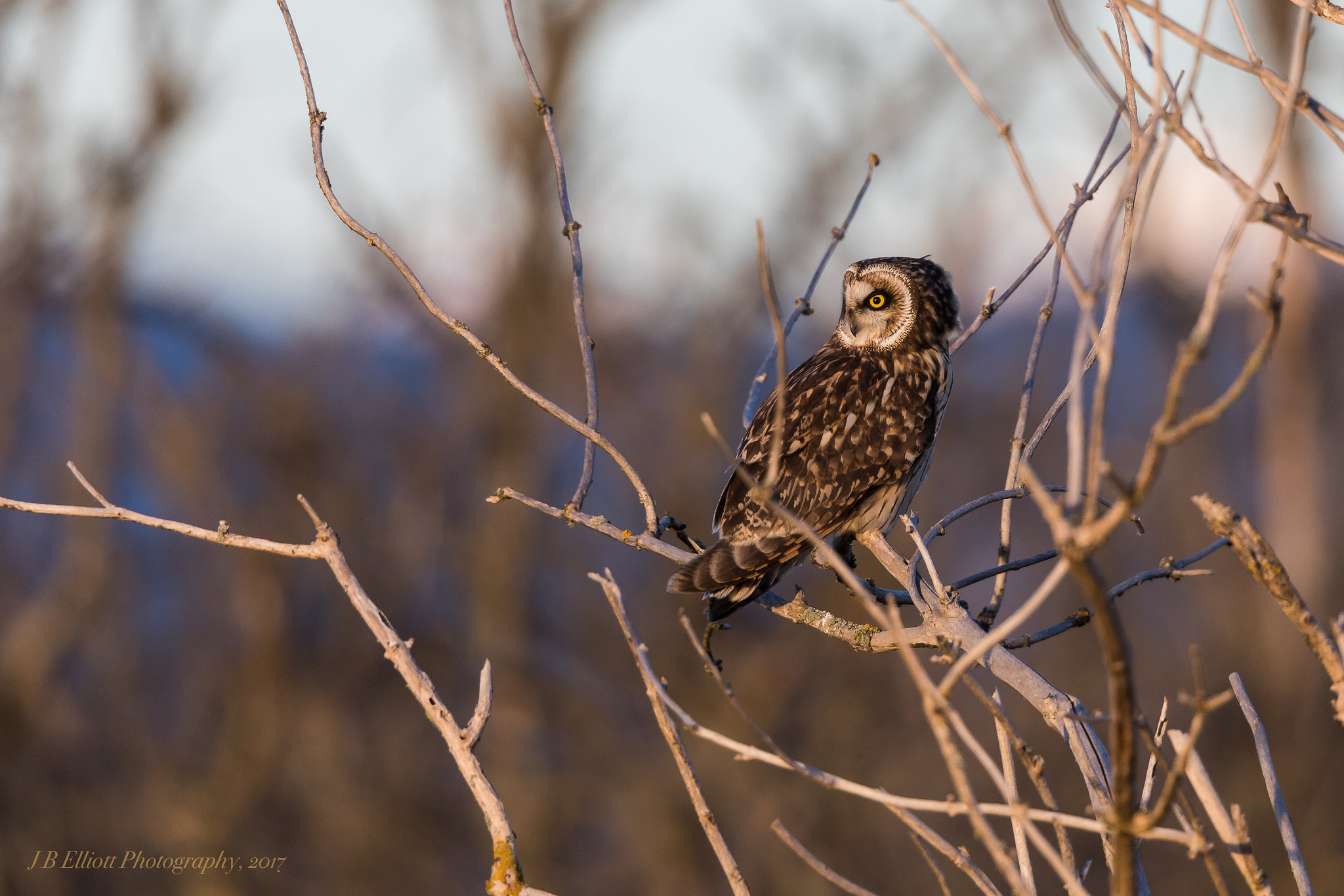 Canon EF 500mm F4L IS II USM sample photo. Short-eared owl photography