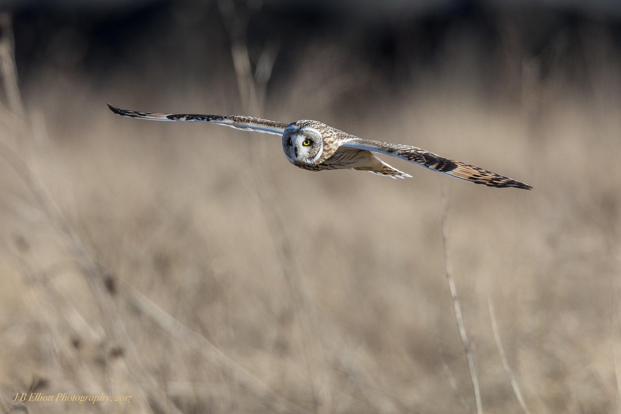 Canon EF 500mm F4L IS II USM sample photo. Gliding short-eared owl photography