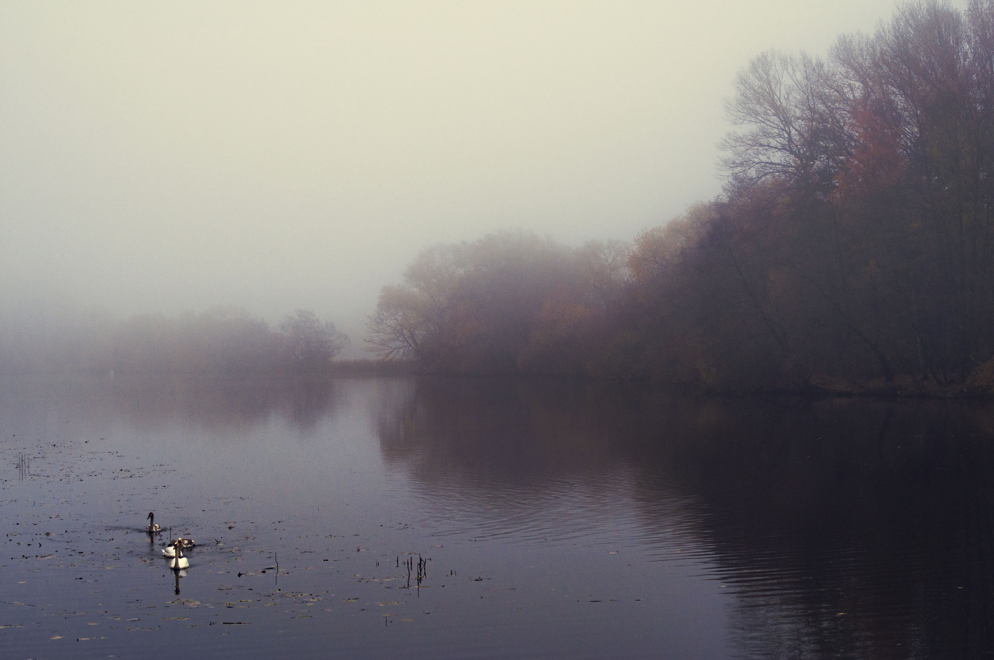 Nikon D90 + AF Nikkor 50mm f/1.4 sample photo. Fog over the river photography