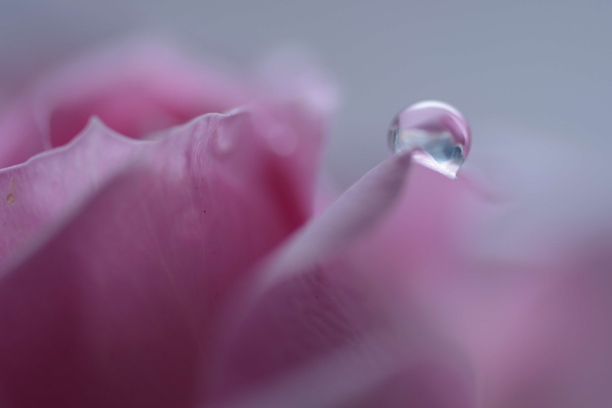Sigma 105mm F2.8 EX DG OS HSM sample photo. Soft whisper photography