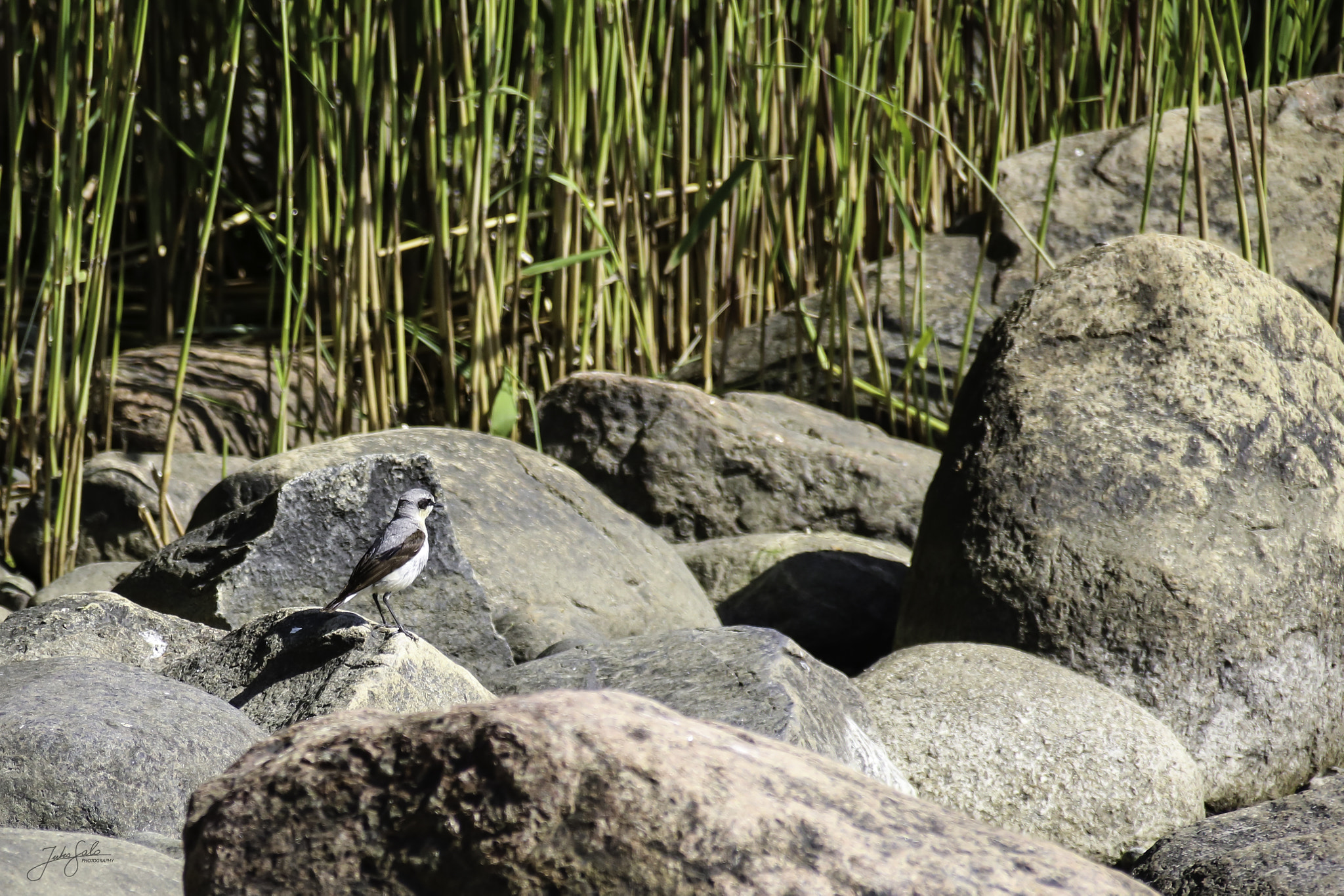 Canon EOS 760D (EOS Rebel T6s / EOS 8000D) + Canon EF 75-300mm F4.0-5.6 IS USM sample photo. Wheatear  on a sunny day photography