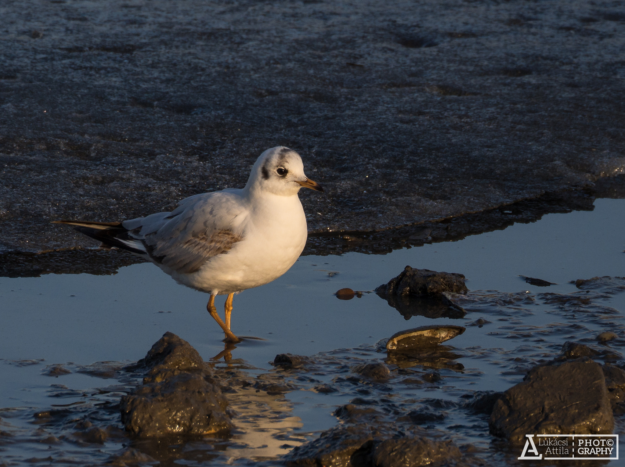 Olympus OM-D E-M10 sample photo. The ice is melting photography
