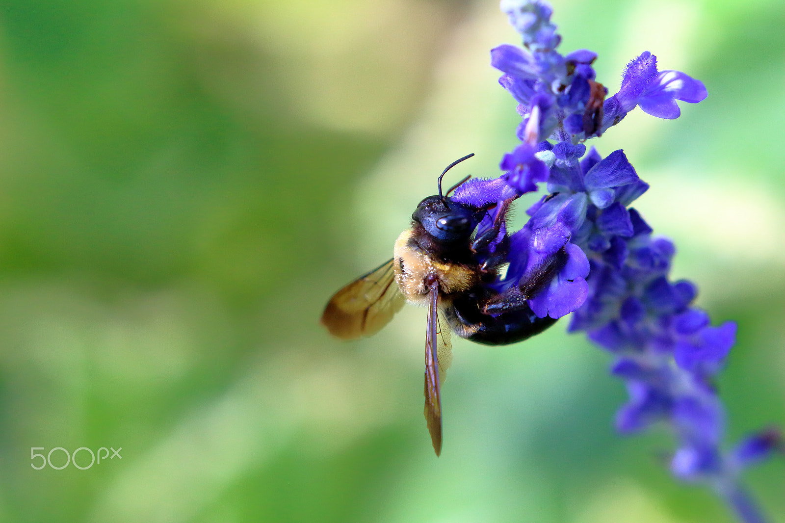 Canon EOS 700D (EOS Rebel T5i / EOS Kiss X7i) + Canon EF 100-400mm F4.5-5.6L IS II USM sample photo. Summer bumble bee photography