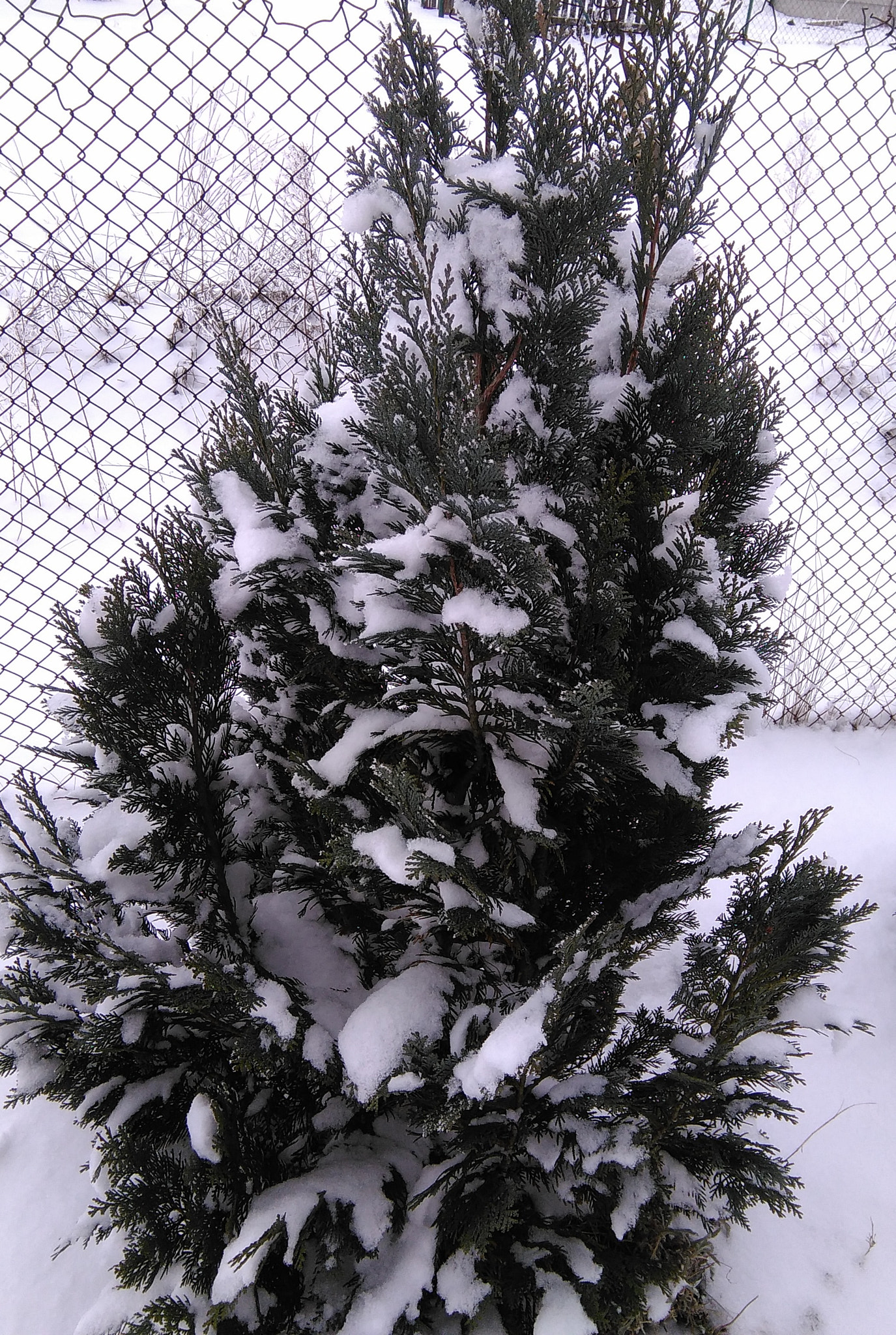 HUAWEI G620S-L01 sample photo. Winter time :d photography