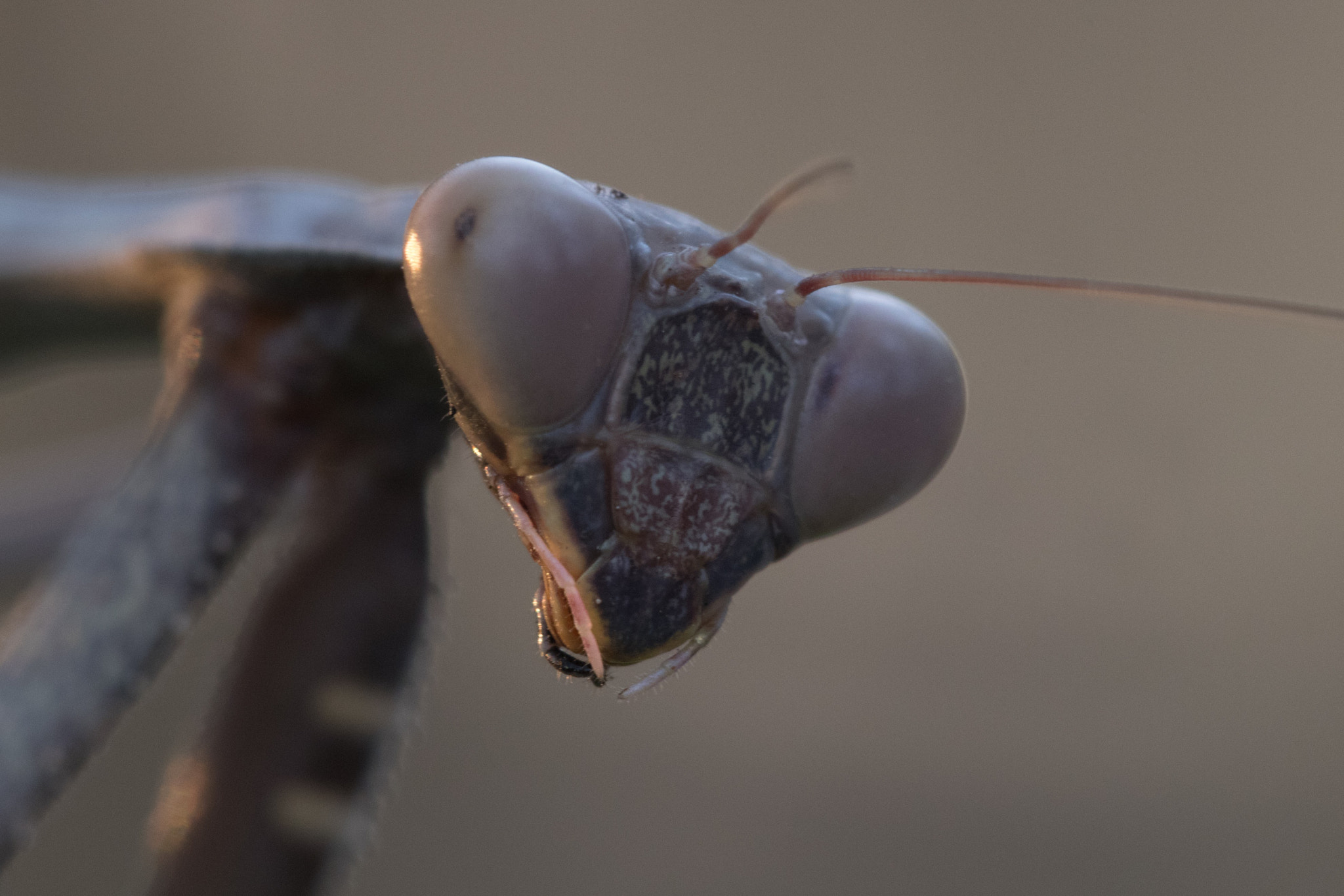 Sigma 150mm f/2.8 EX DG OS HSM APO Macro sample photo. Hello photography