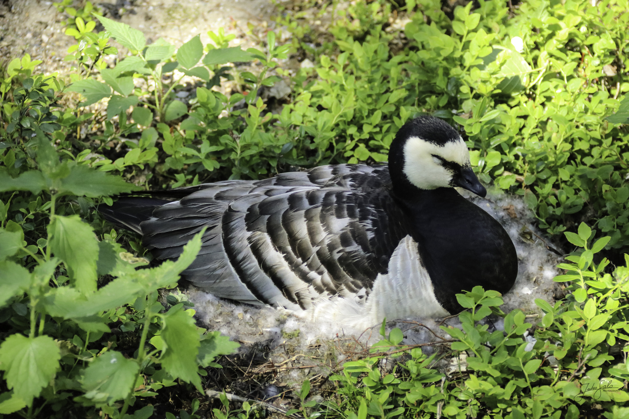 Canon EOS 760D (EOS Rebel T6s / EOS 8000D) + Canon EF 75-300mm F4.0-5.6 IS USM sample photo. Barnacle goose brooding. photography