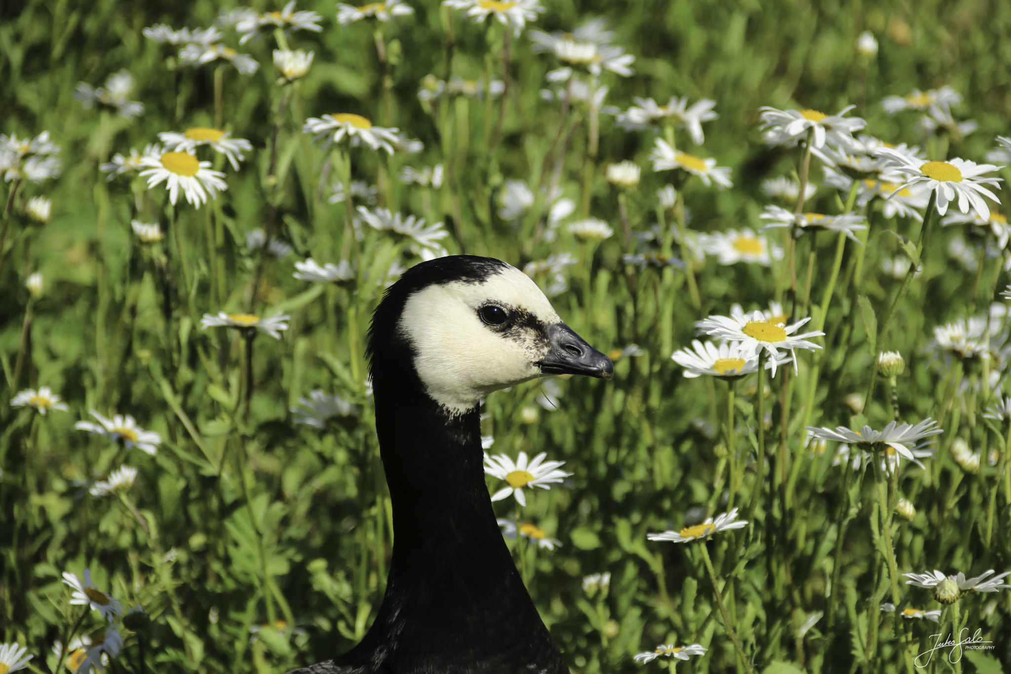 Canon EF 75-300mm F4.0-5.6 IS USM sample photo. Barnacle goose posing. photography