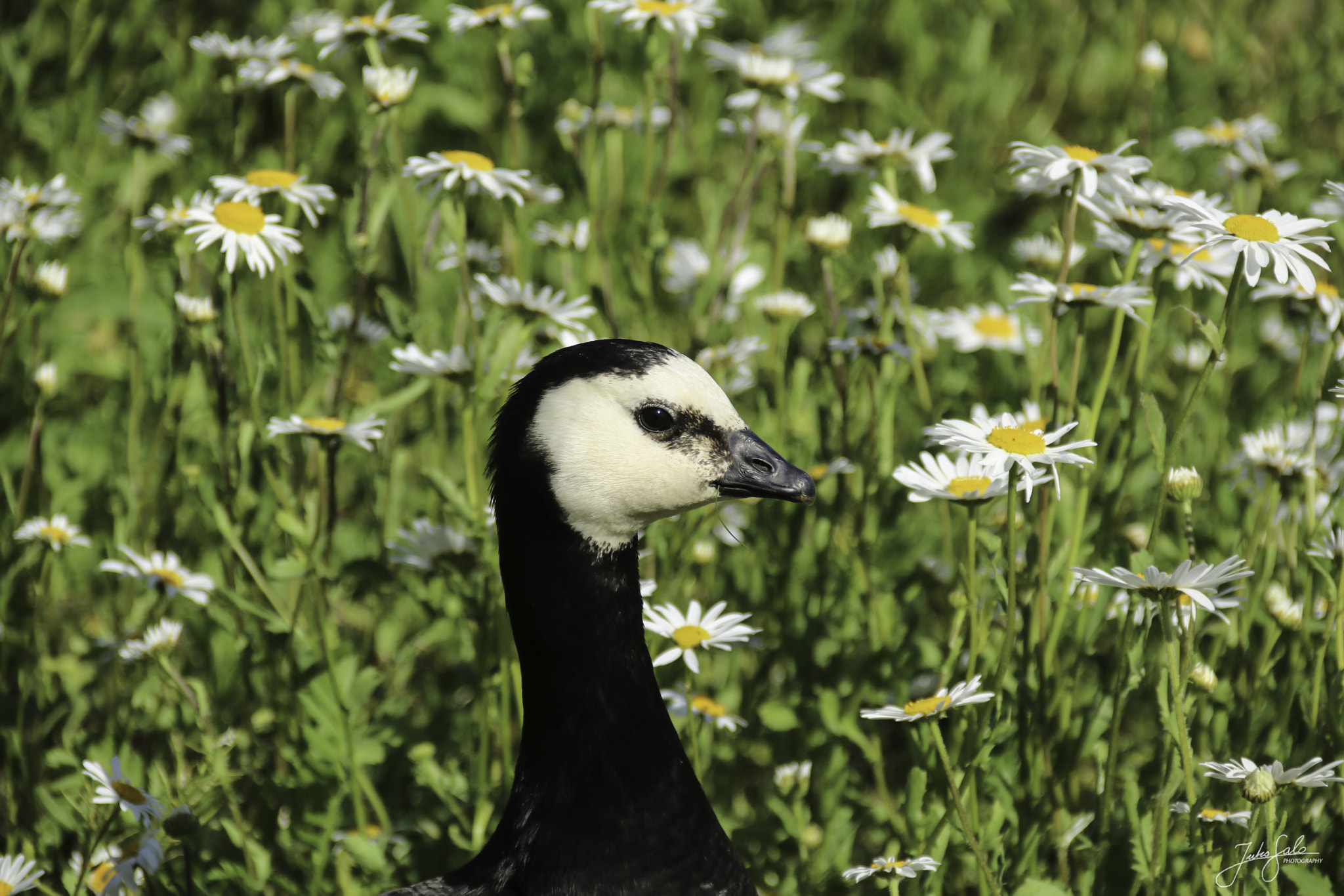 Canon EOS 760D (EOS Rebel T6s / EOS 8000D) + Canon EF 75-300mm F4.0-5.6 IS USM sample photo. Barnacle goose posing. photography