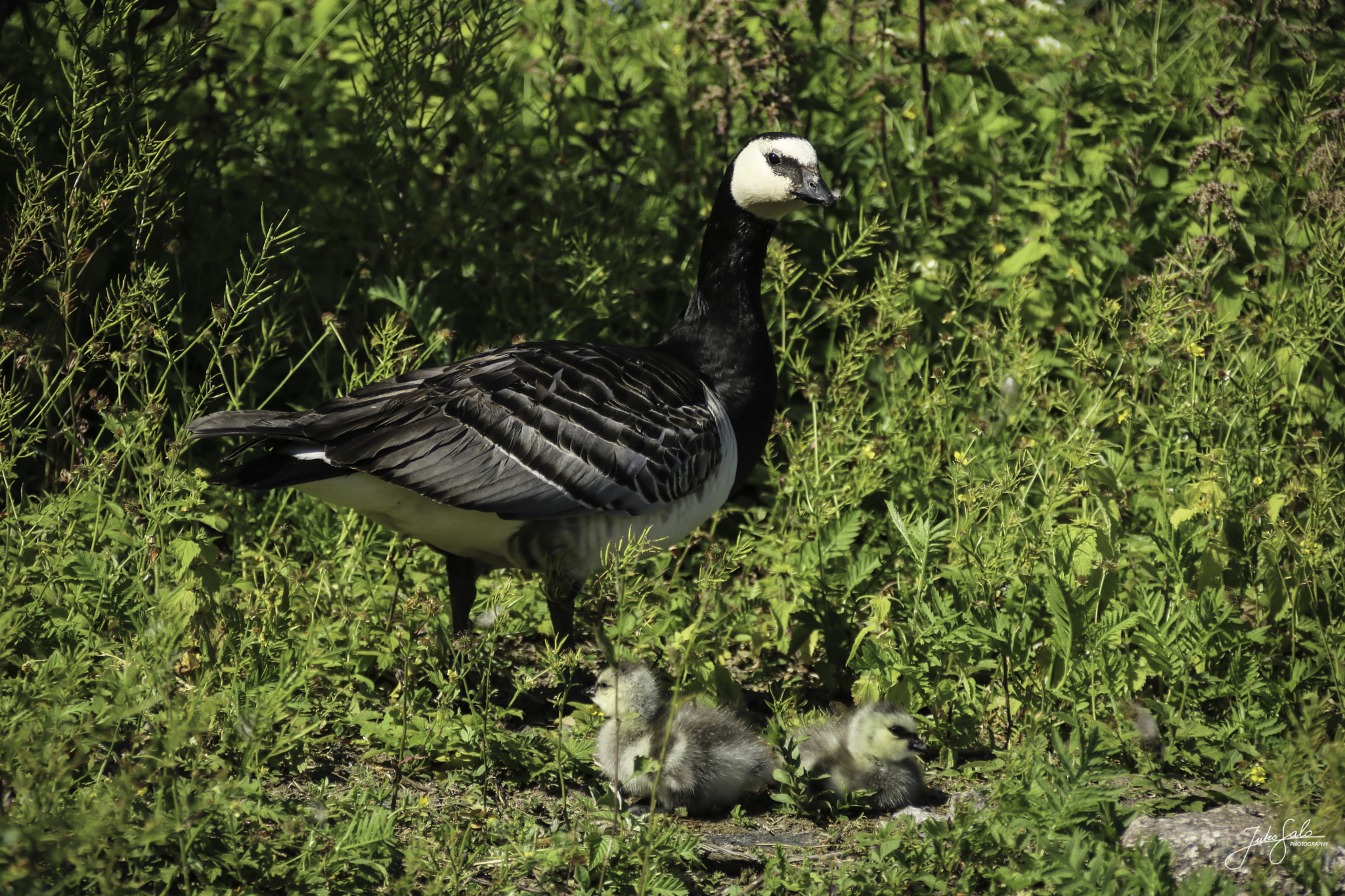 Canon EOS 760D (EOS Rebel T6s / EOS 8000D) + Canon EF 75-300mm F4.0-5.6 IS USM sample photo. Mother barnacle goose and goslings. photography