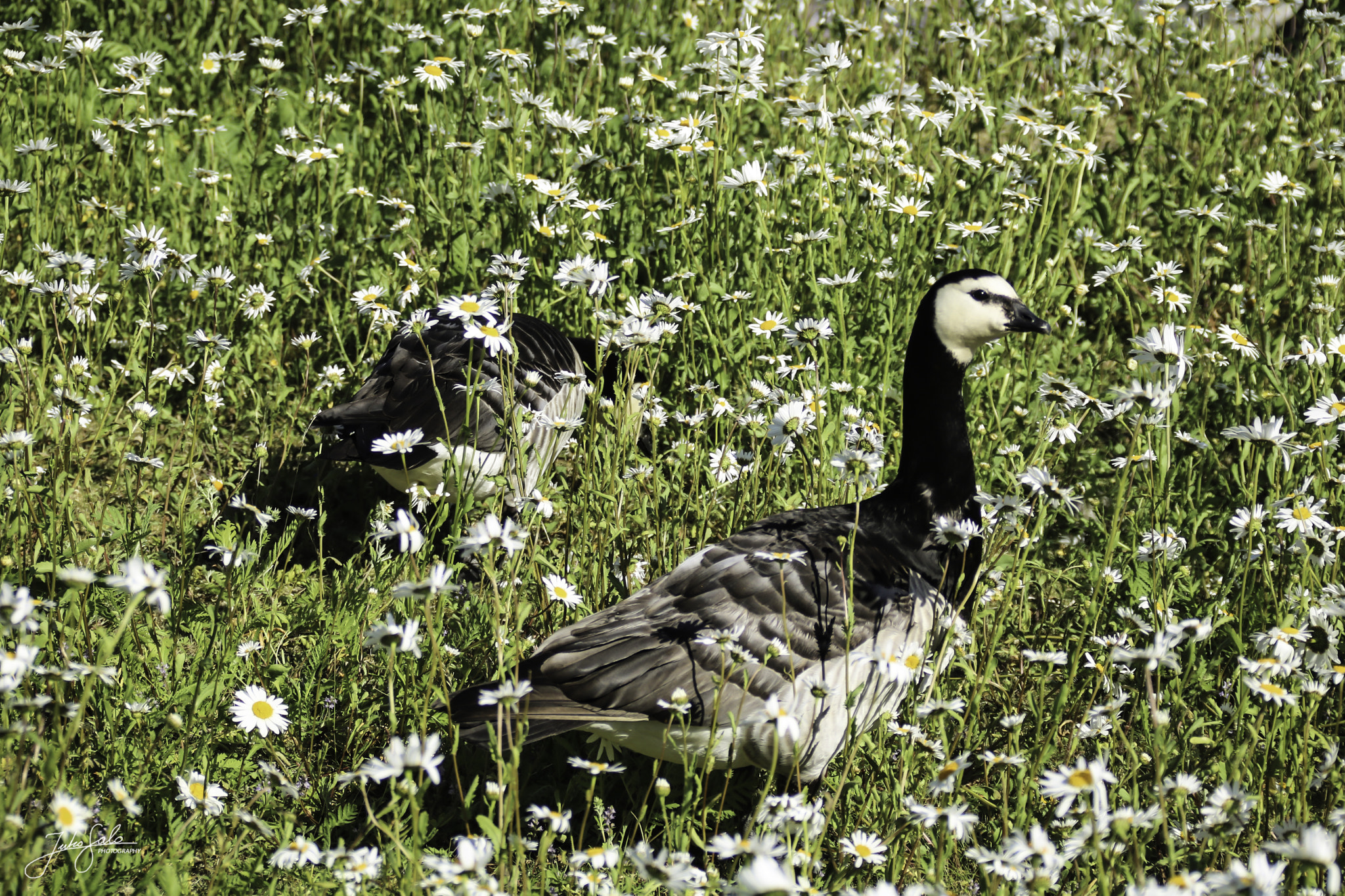 Canon EOS 760D (EOS Rebel T6s / EOS 8000D) + Canon EF 75-300mm F4.0-5.6 IS USM sample photo. Barnacle geese in a sea of daisies. photography