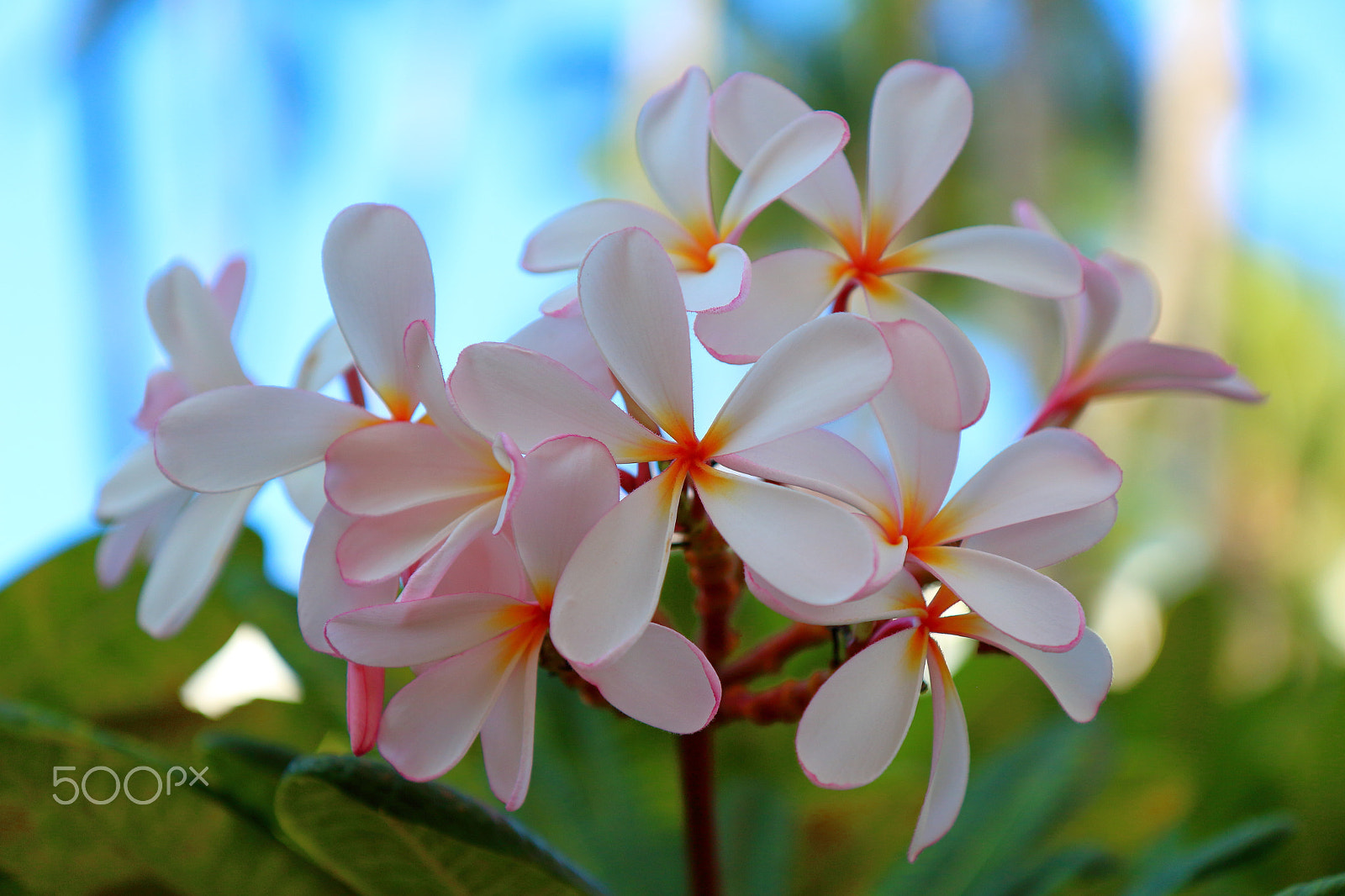 Canon EF-S 17-55mm F2.8 IS USM sample photo. Hawaiian flowers photography