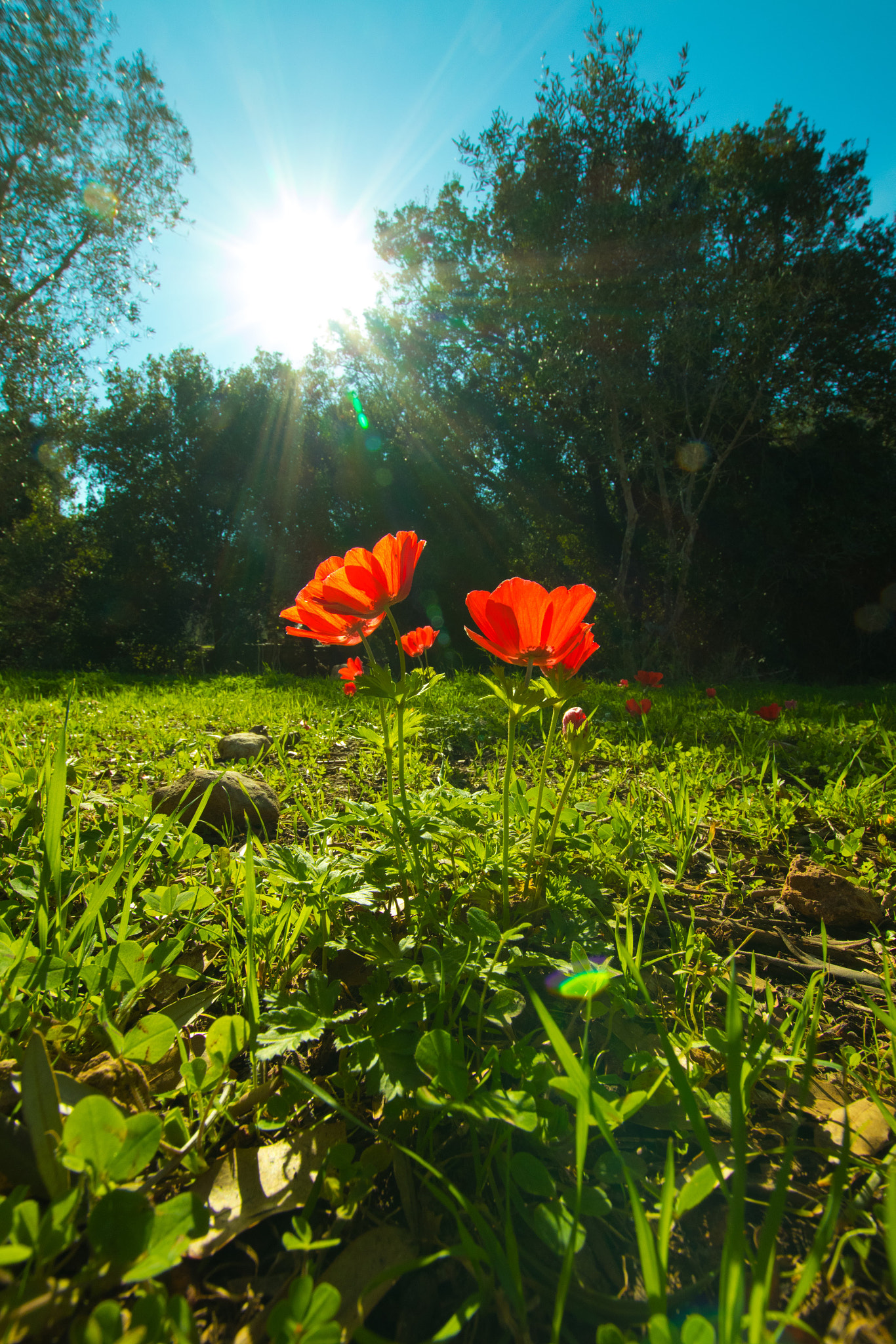 Sigma 10-20mm F3.5 EX DC HSM sample photo. The sky is the limit photography