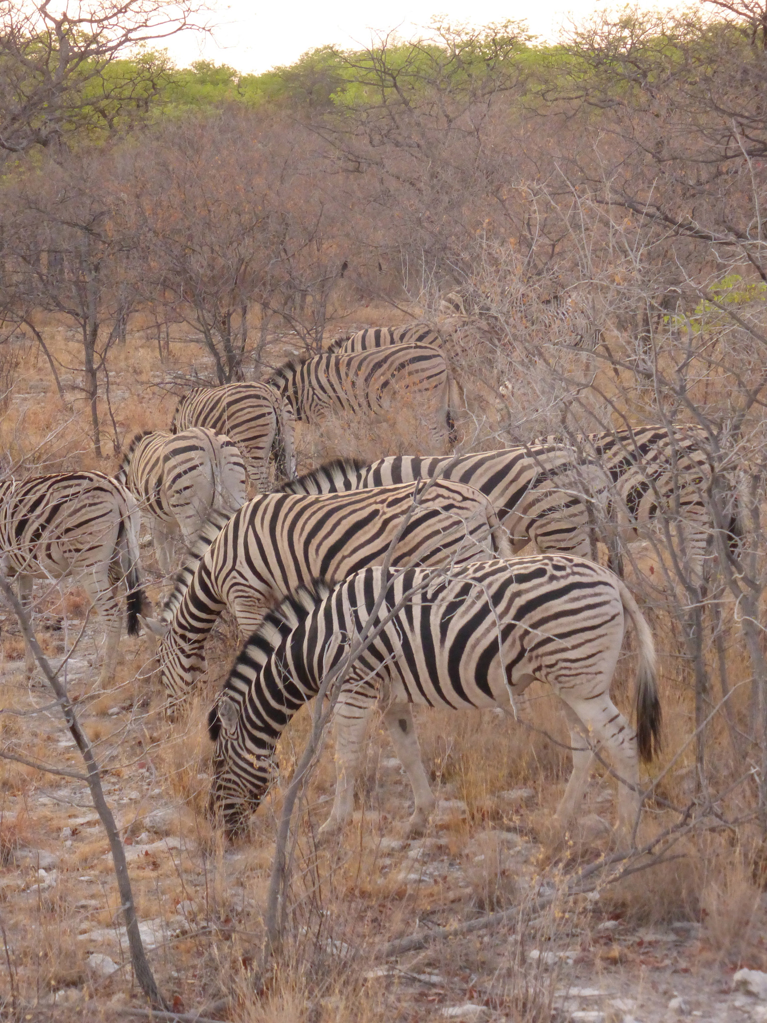 Panasonic Lumix DMC-ZS25 (Lumix DMC-TZ35) sample photo. A dazzle of zebras photography