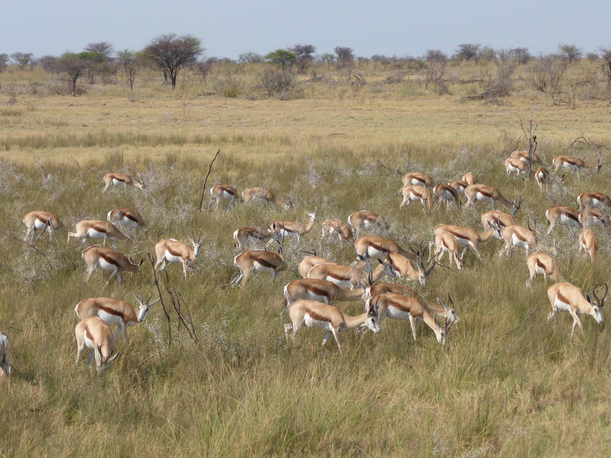 Panasonic Lumix DMC-ZS25 (Lumix DMC-TZ35) sample photo. Springbok! photography