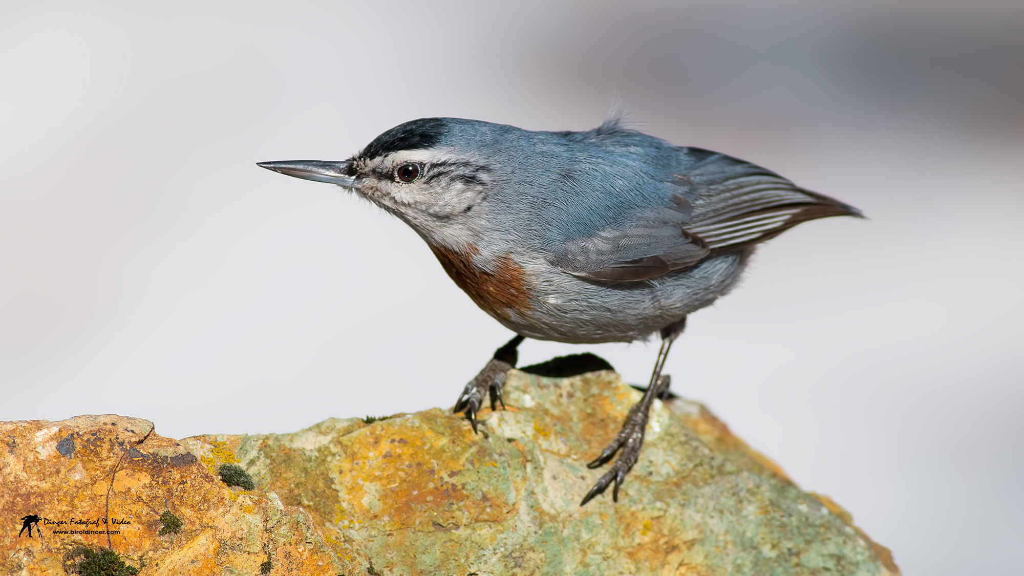 Canon EOS 70D + Canon EF 400mm F5.6L USM sample photo. Anadolusıvacısı (sitta krueperi) photography