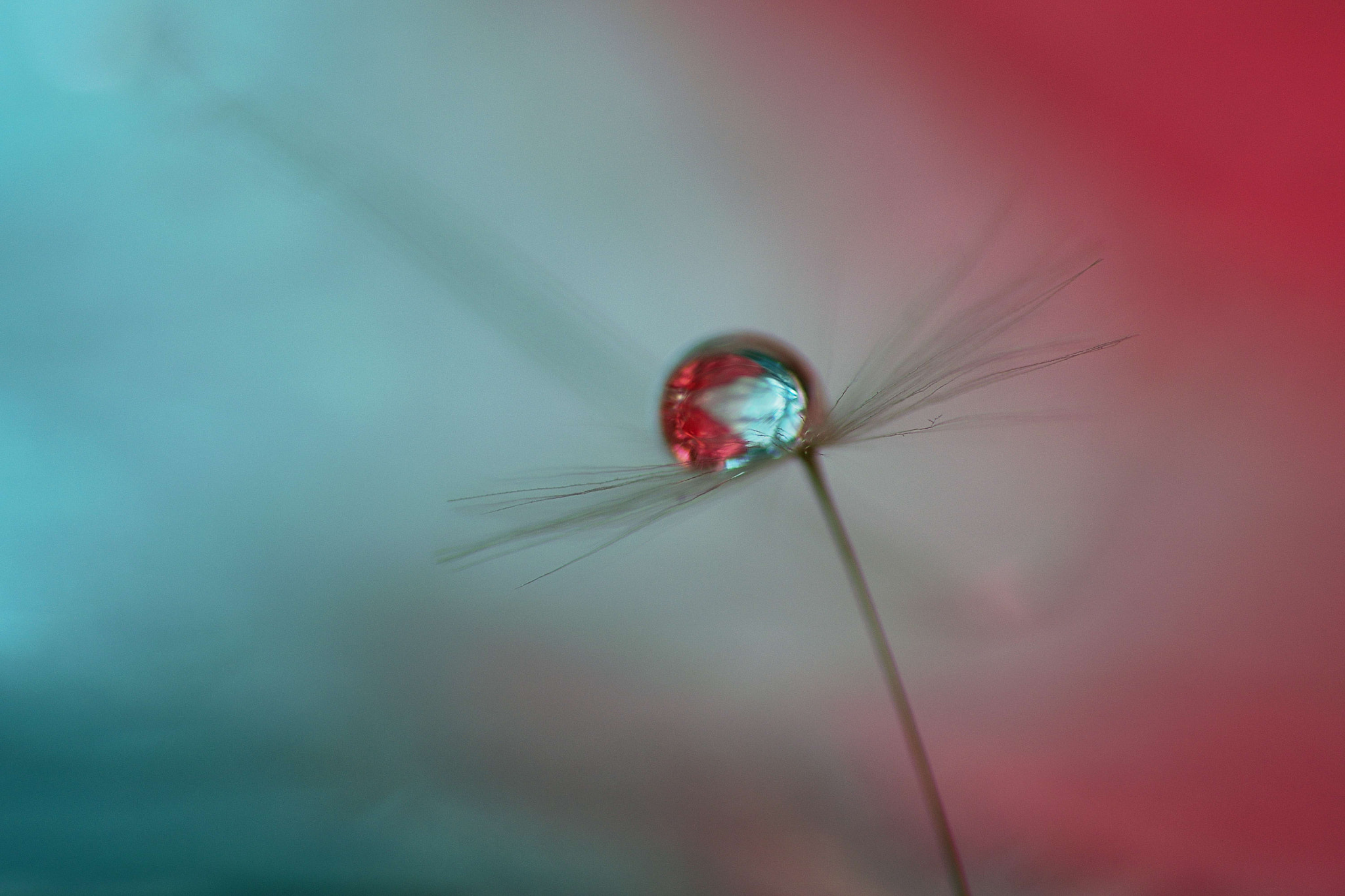 Sigma 105mm F2.8 EX DG OS HSM sample photo. Color reverb photography