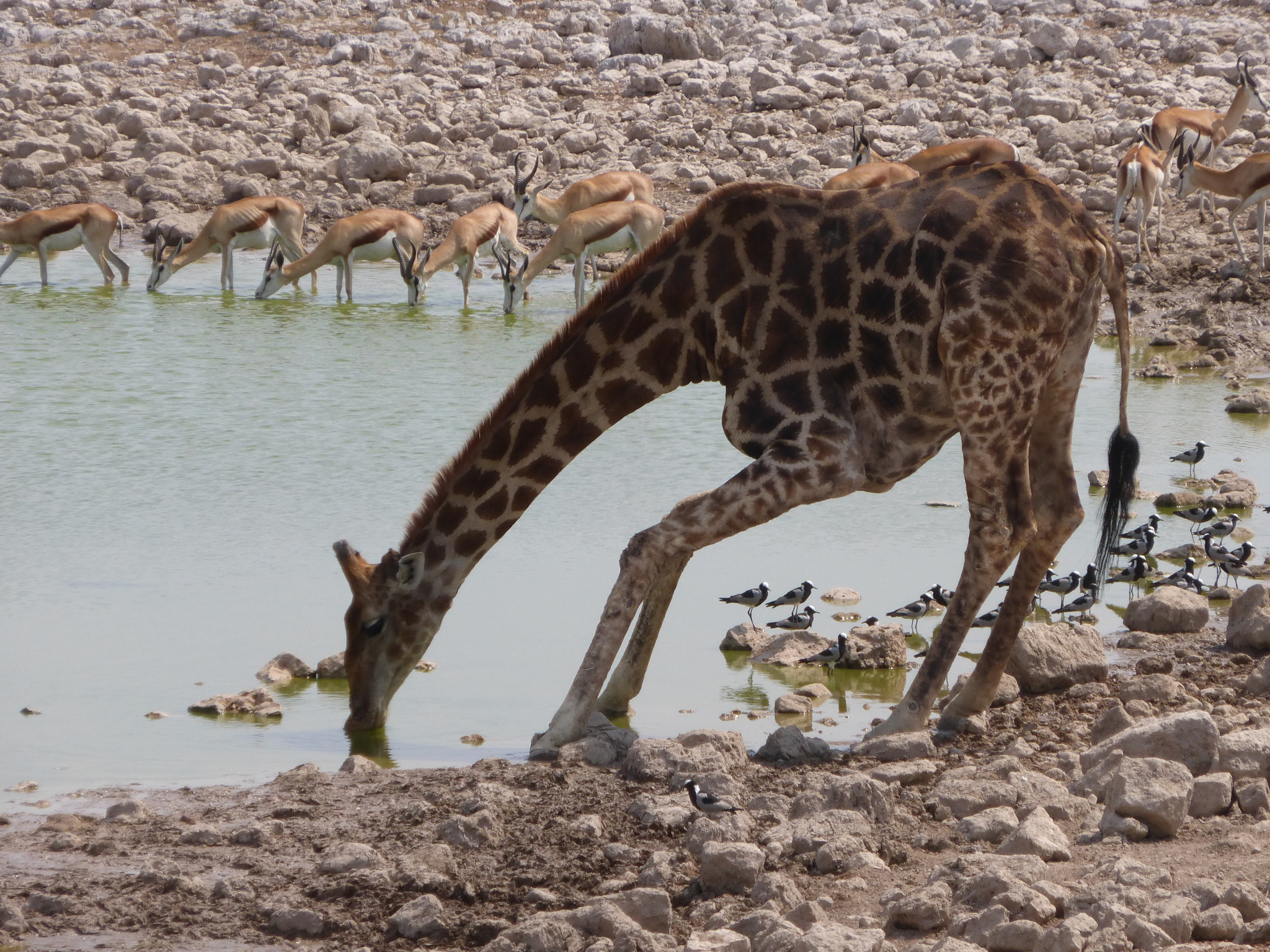 Panasonic Lumix DMC-ZS25 (Lumix DMC-TZ35) sample photo. Thirsty photography