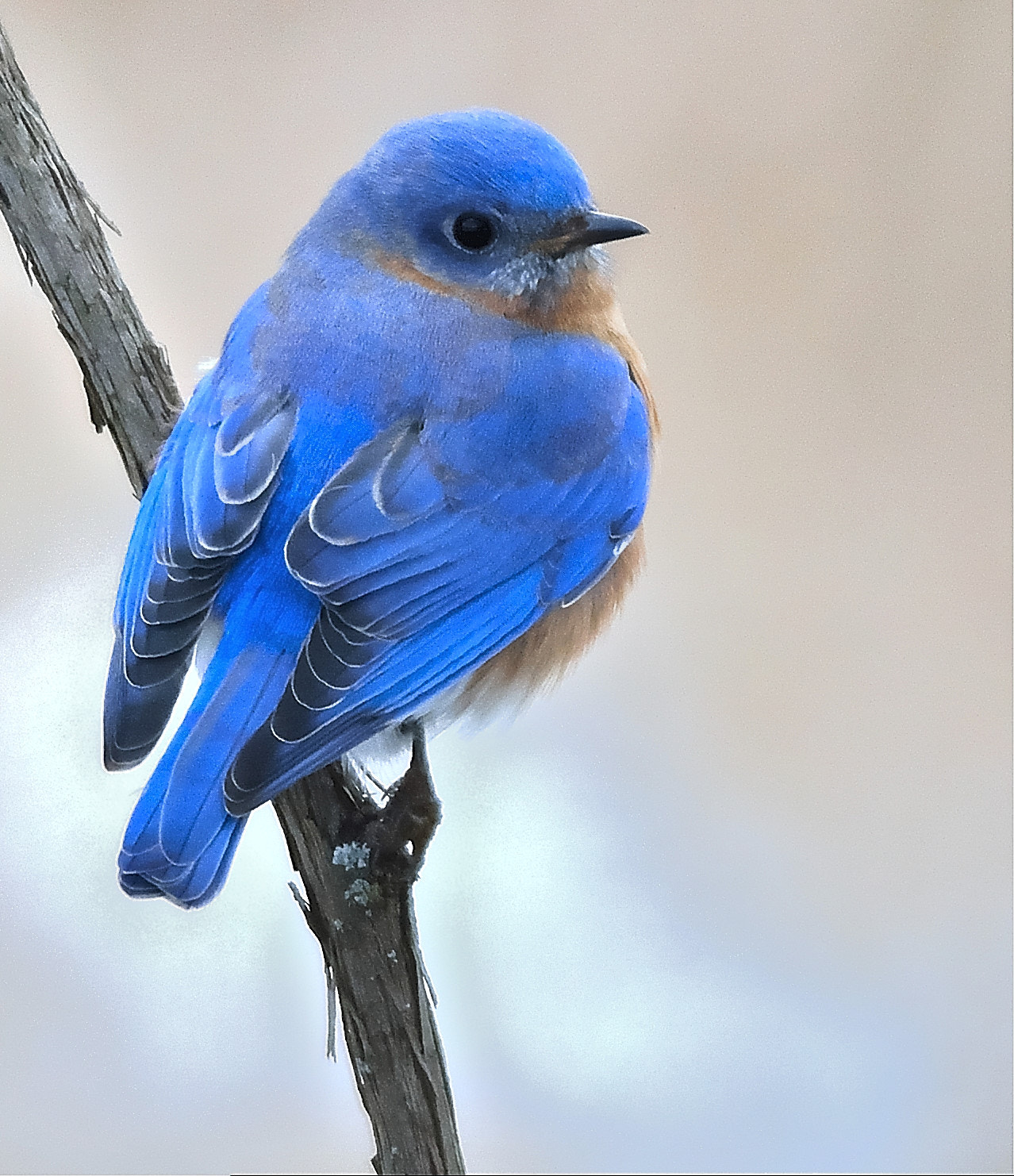 Nikon D7100 + Nikon AF-S Nikkor 300mm F4D ED-IF sample photo. Blue bird photography