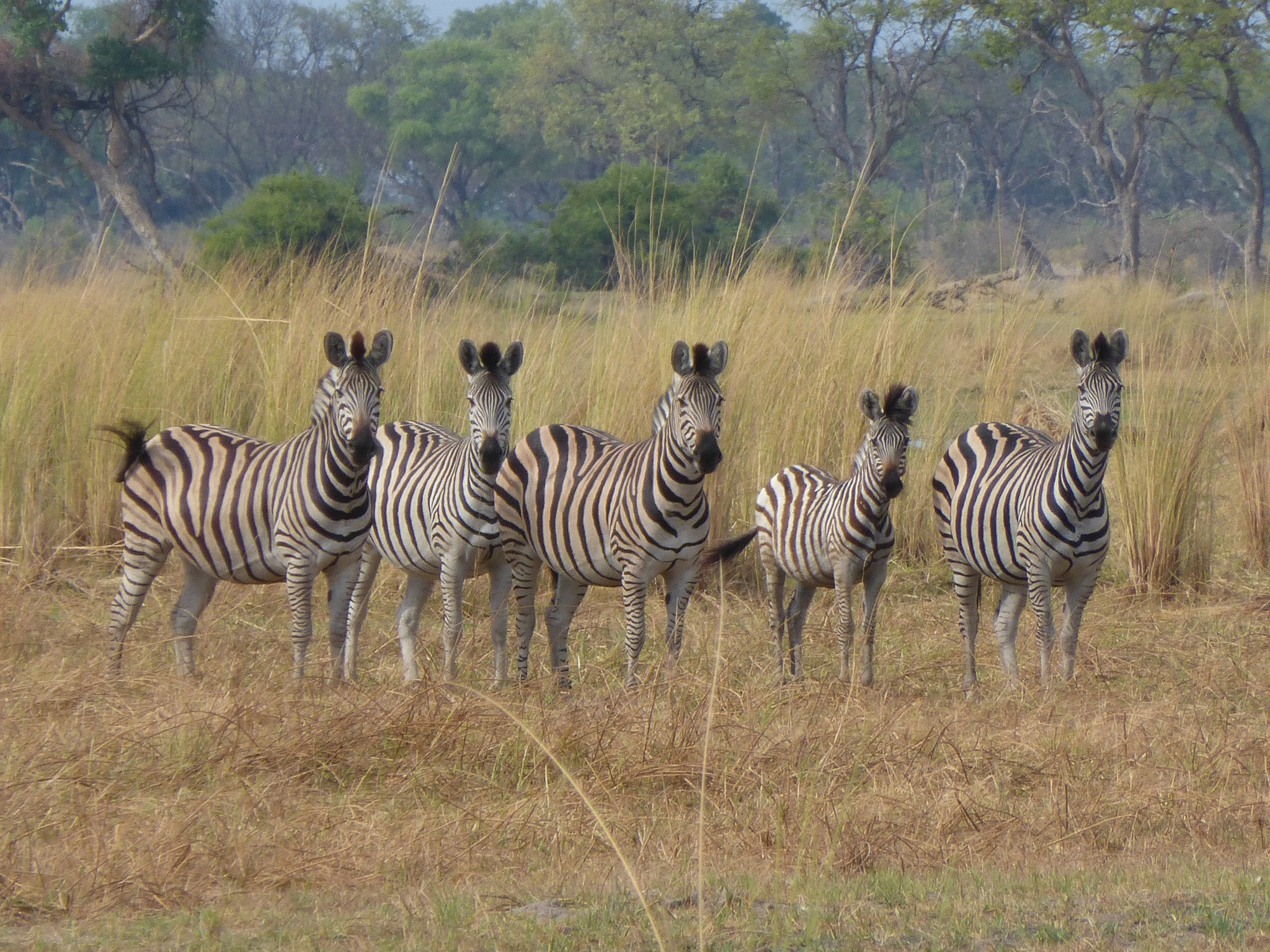 Panasonic Lumix DMC-ZS25 (Lumix DMC-TZ35) sample photo. Zebras say hello photography