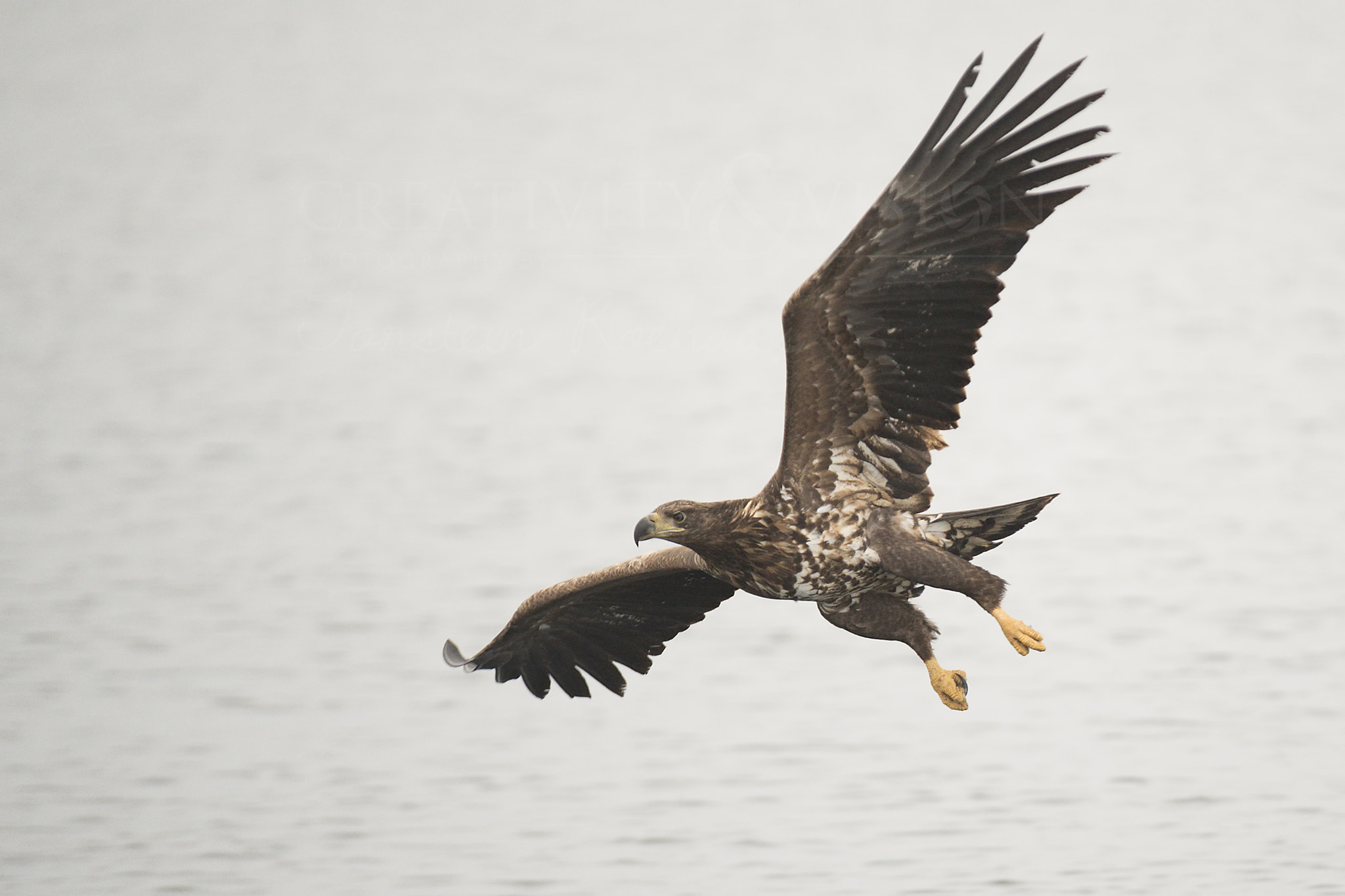 Sigma EX APO 100-300mm F4 IF sample photo. White tailed eagle photography