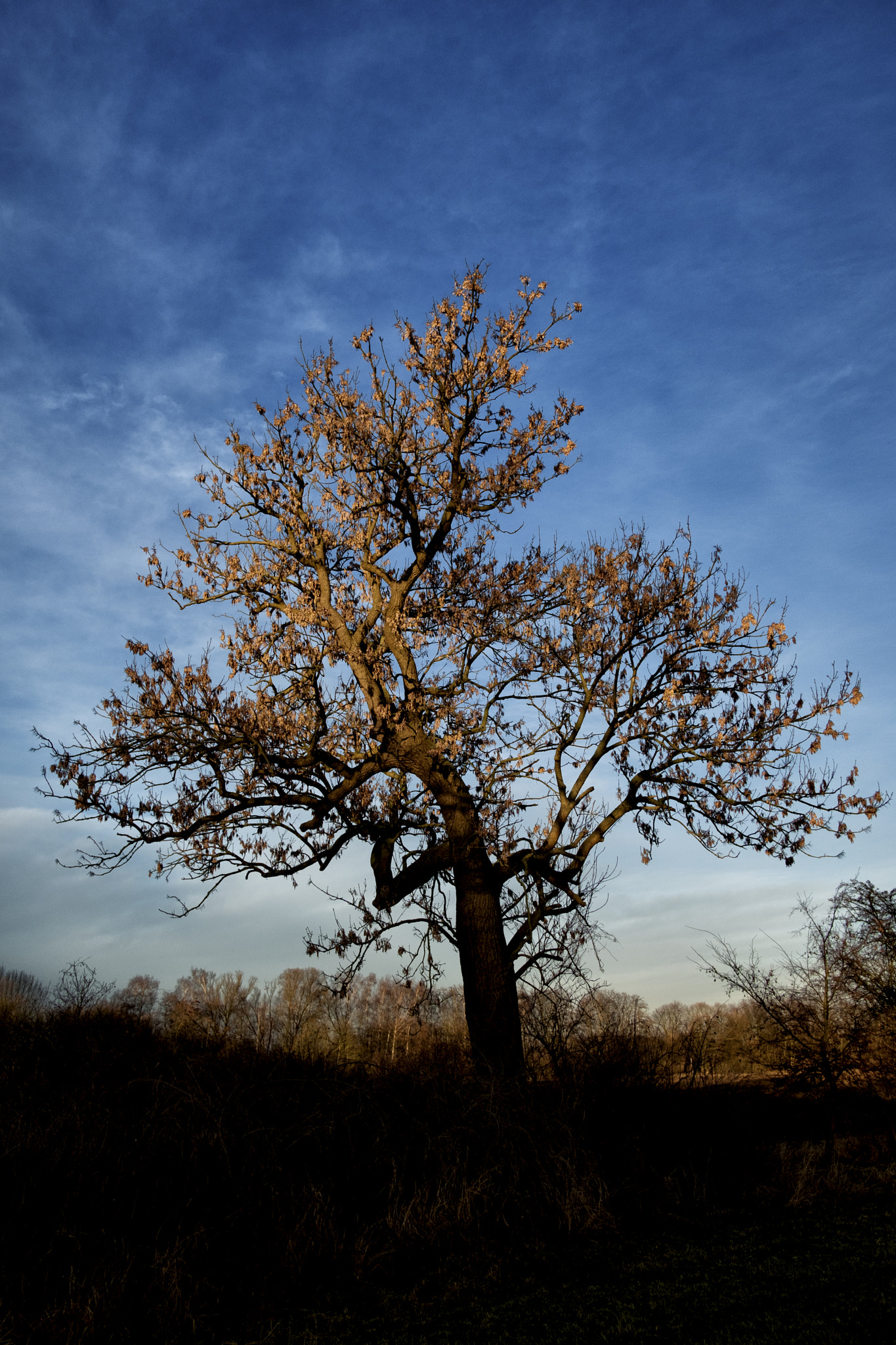 Fujifilm X-T2 + Fujifilm XF 18mm F2 R sample photo. Morning sun, duisburg, 5074 photography