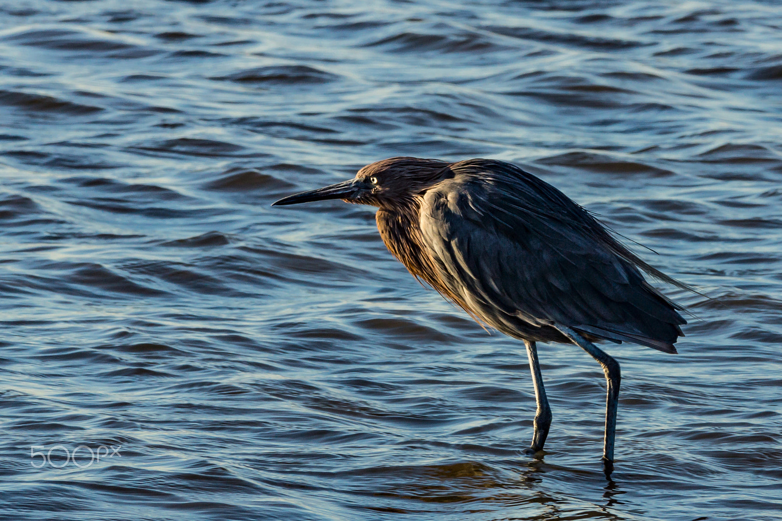 Sony 70-300mm F4.5-5.6 G SSM sample photo. In a blue mood photography