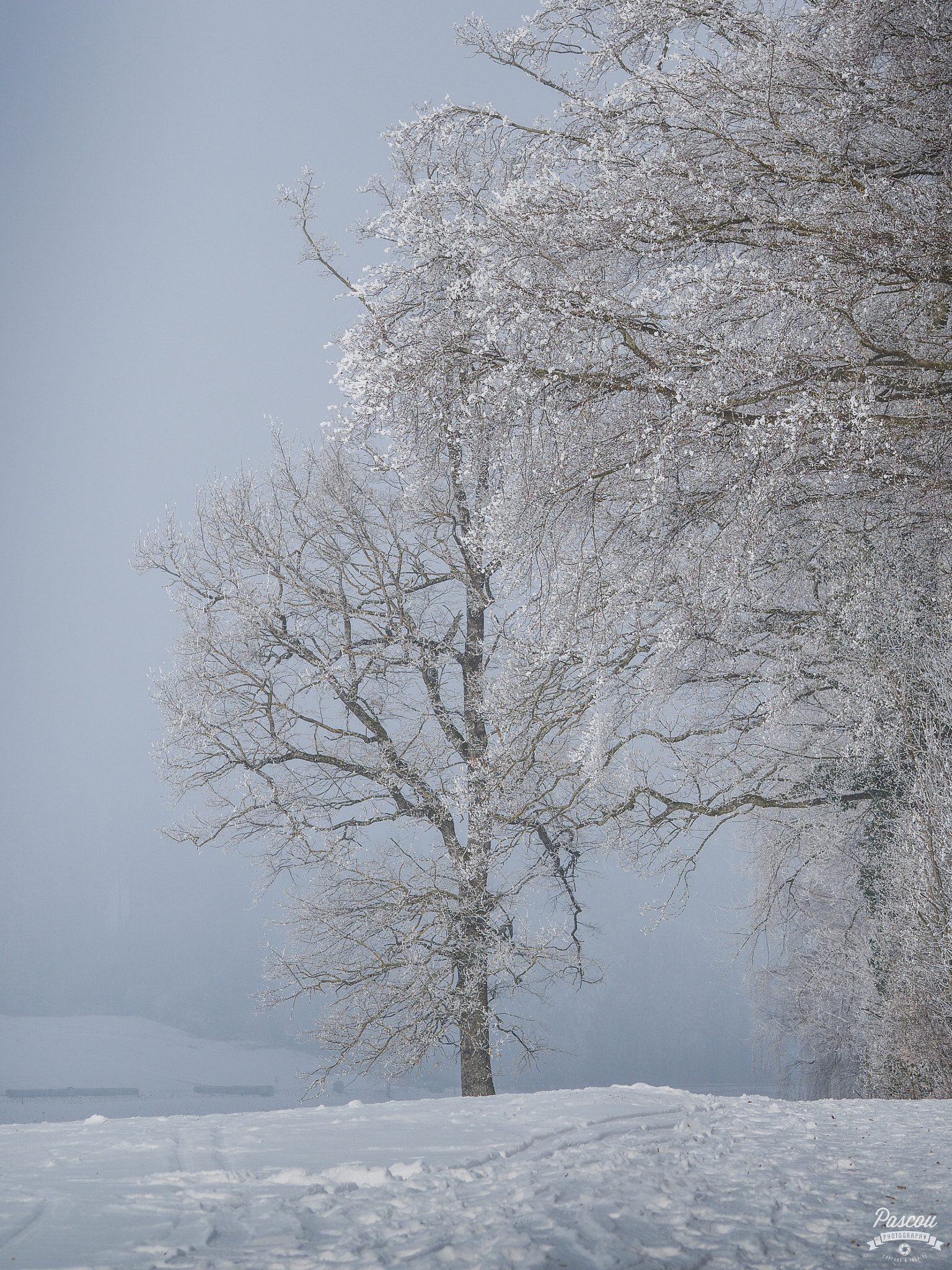 Olympus OM-D E-M1 + Olympus M.Zuiko Digital ED 75mm F1.8 sample photo. Trees in the fog... photography