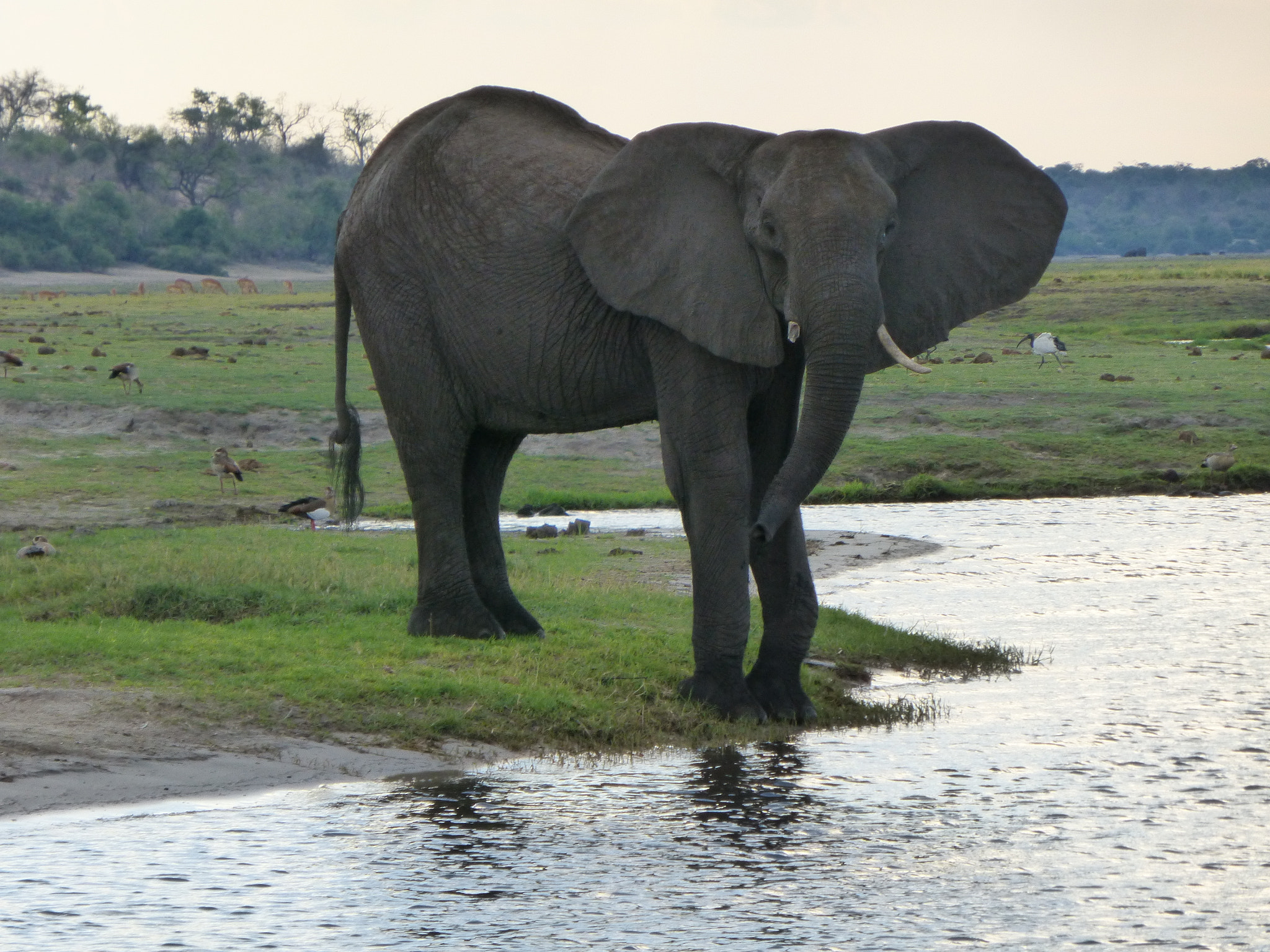 Panasonic Lumix DMC-ZS25 (Lumix DMC-TZ35) sample photo. Elephant photography