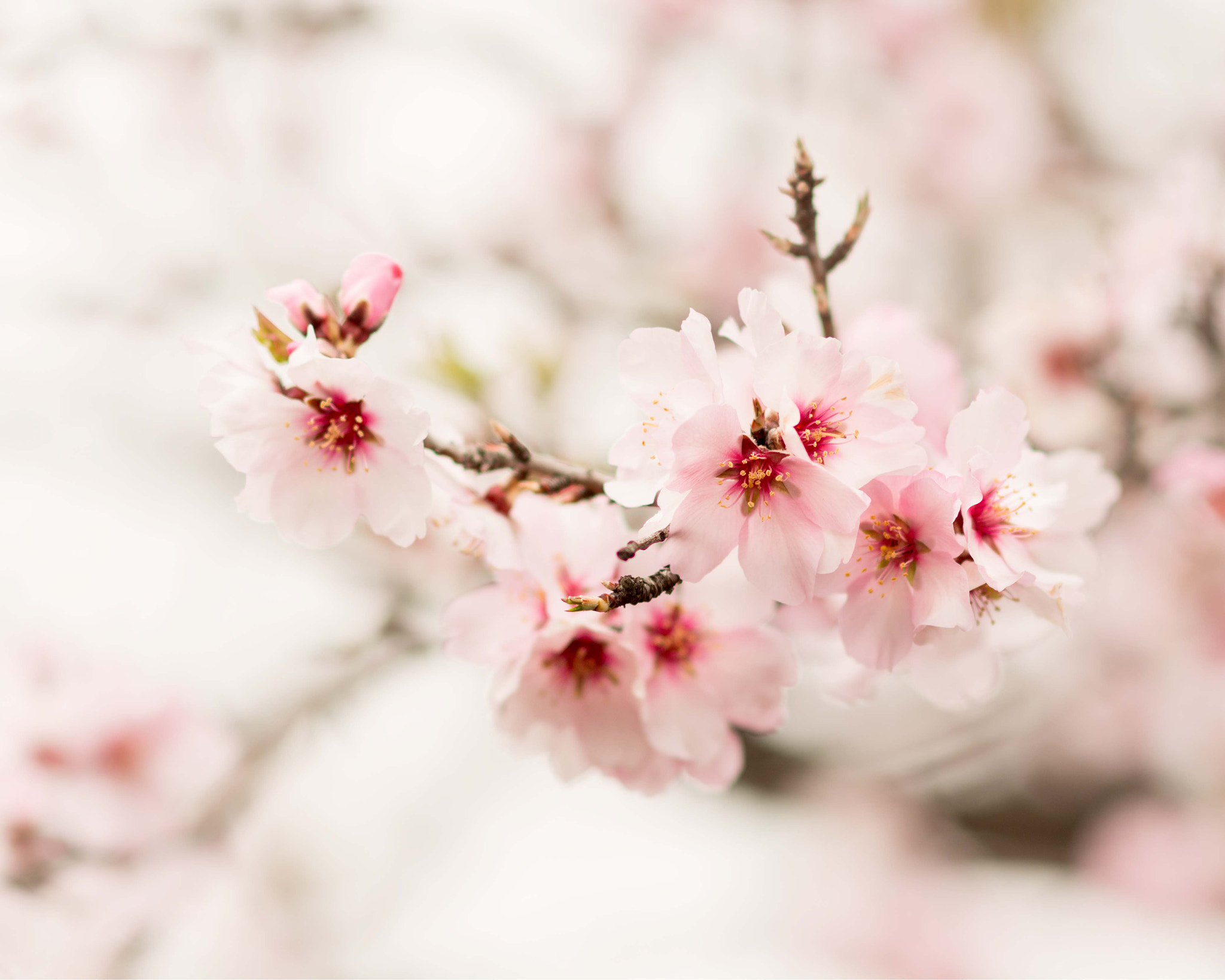 Nikon D7100 sample photo. Almond flower photography