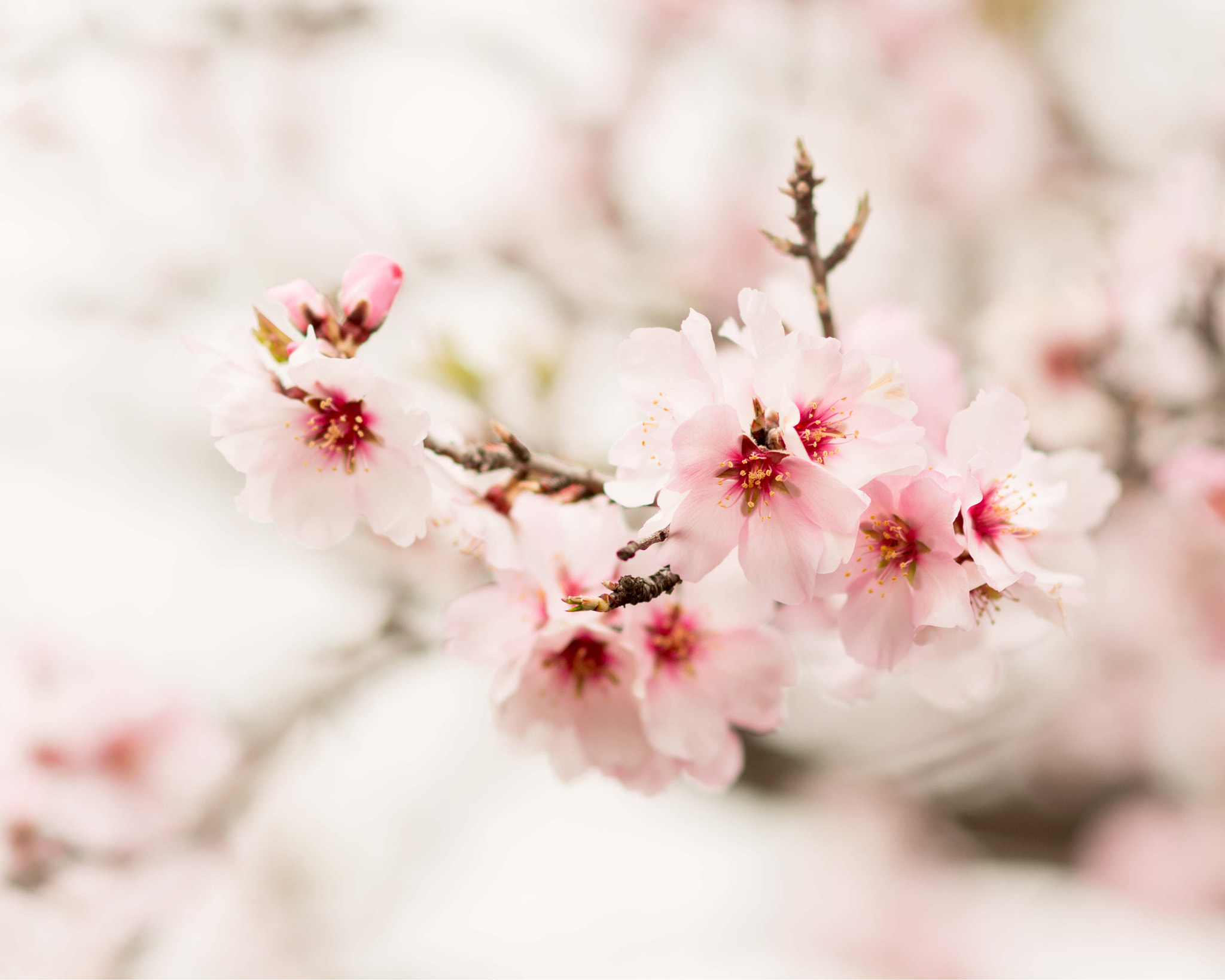 Nikon D7100 + Sigma 85mm F1.4 EX DG HSM sample photo. Almond flower photography