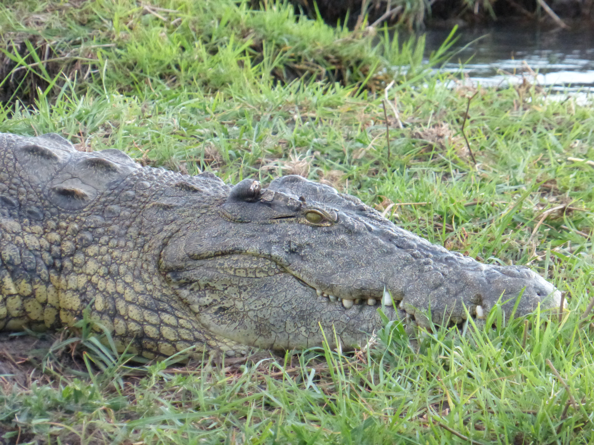 Panasonic Lumix DMC-ZS25 (Lumix DMC-TZ35) sample photo. Croc photography