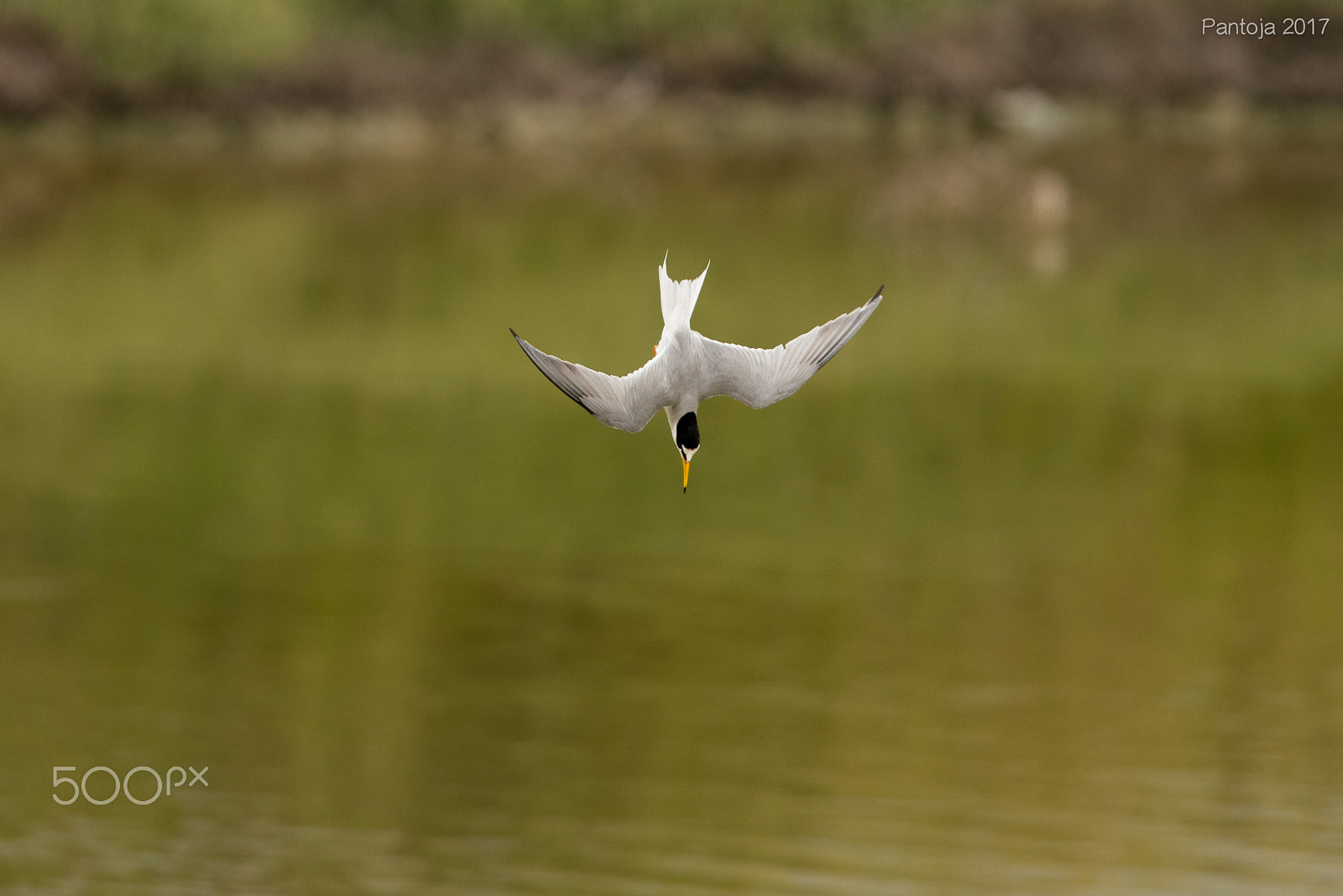 Nikon D600 + Nikon AF-S Nikkor 300mm F4D ED-IF sample photo. Fish in sight !! photography