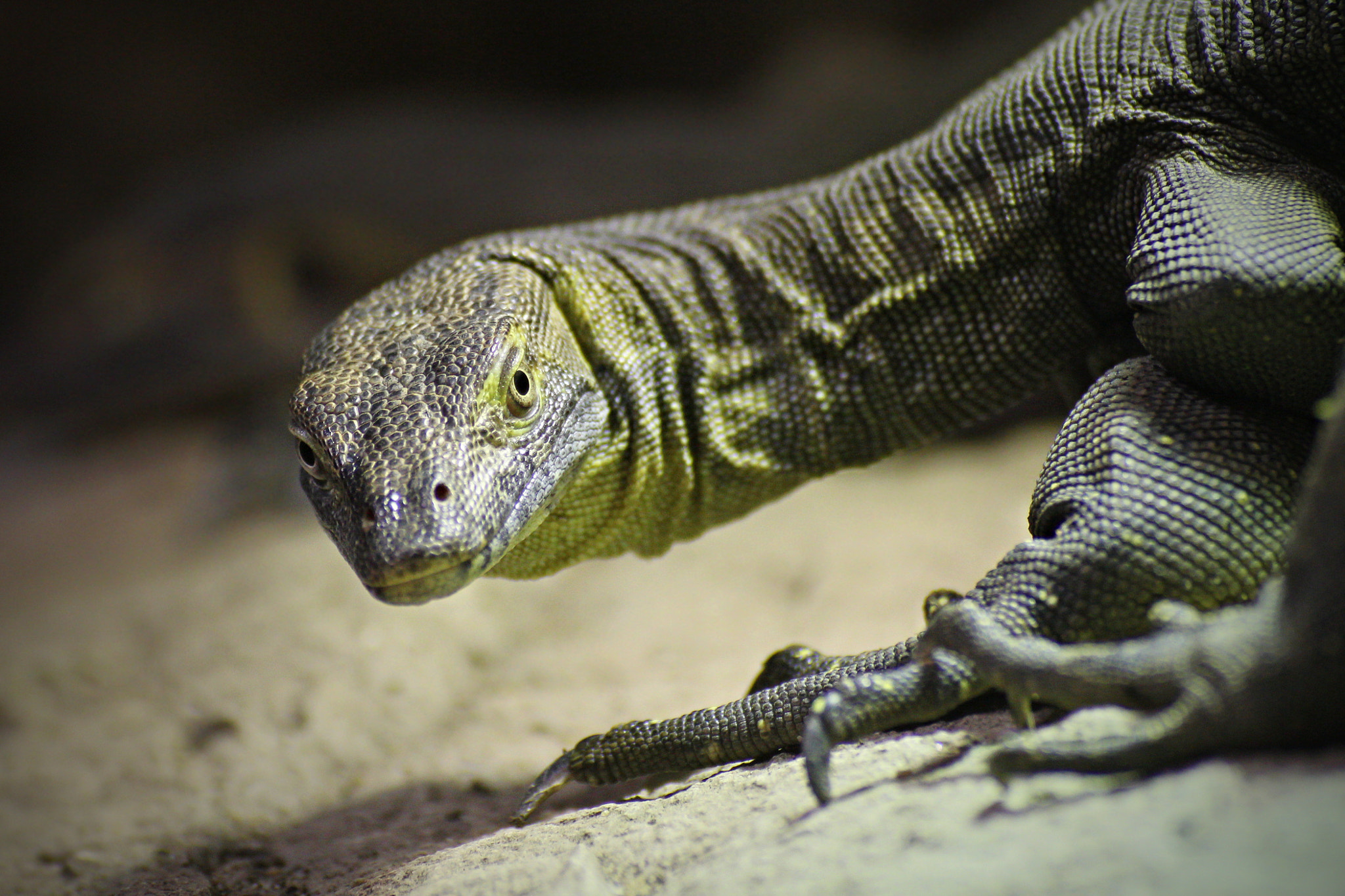 Canon EOS 60D sample photo. Dragon lizard photography