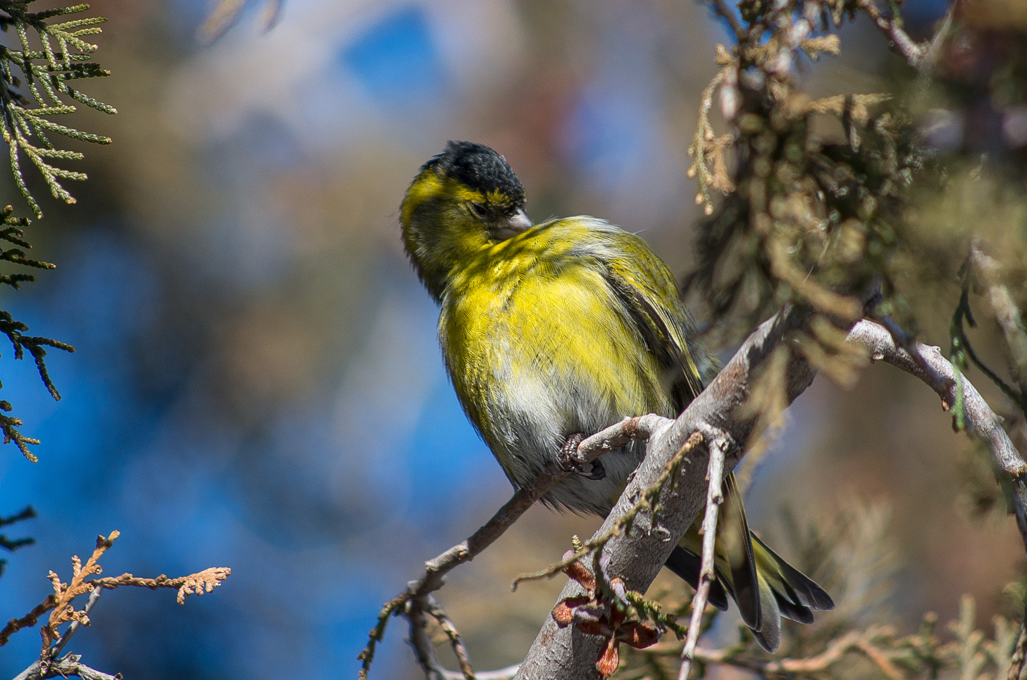 Pentax K-30 + HD Pentax DA 55-300mm F4.0-5.8 ED WR sample photo. Eurasian siskin // spinus spinus photography