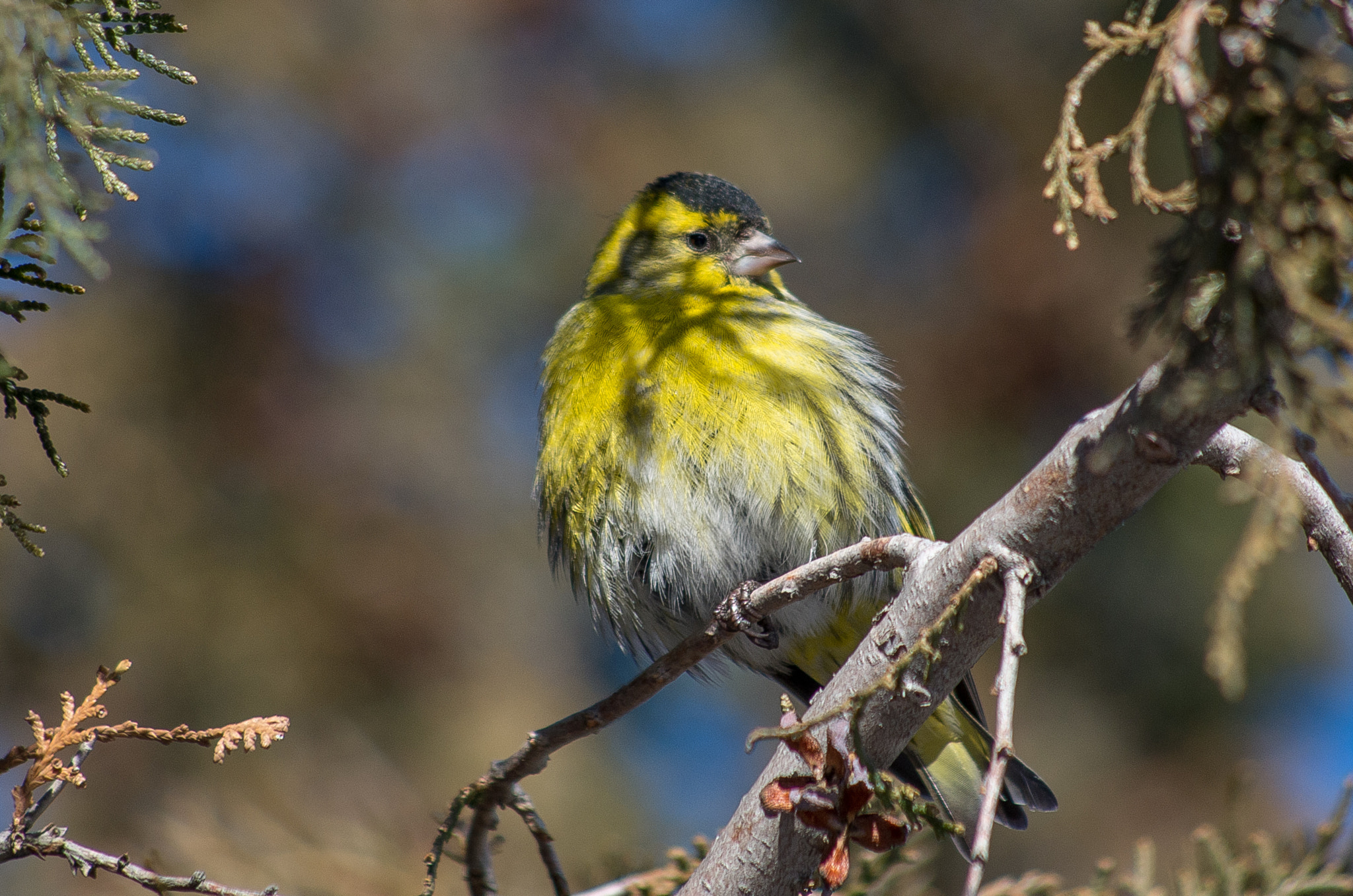 HD Pentax DA 55-300mm F4.0-5.8 ED WR sample photo. Eurasian siskin // spinus spinus photography