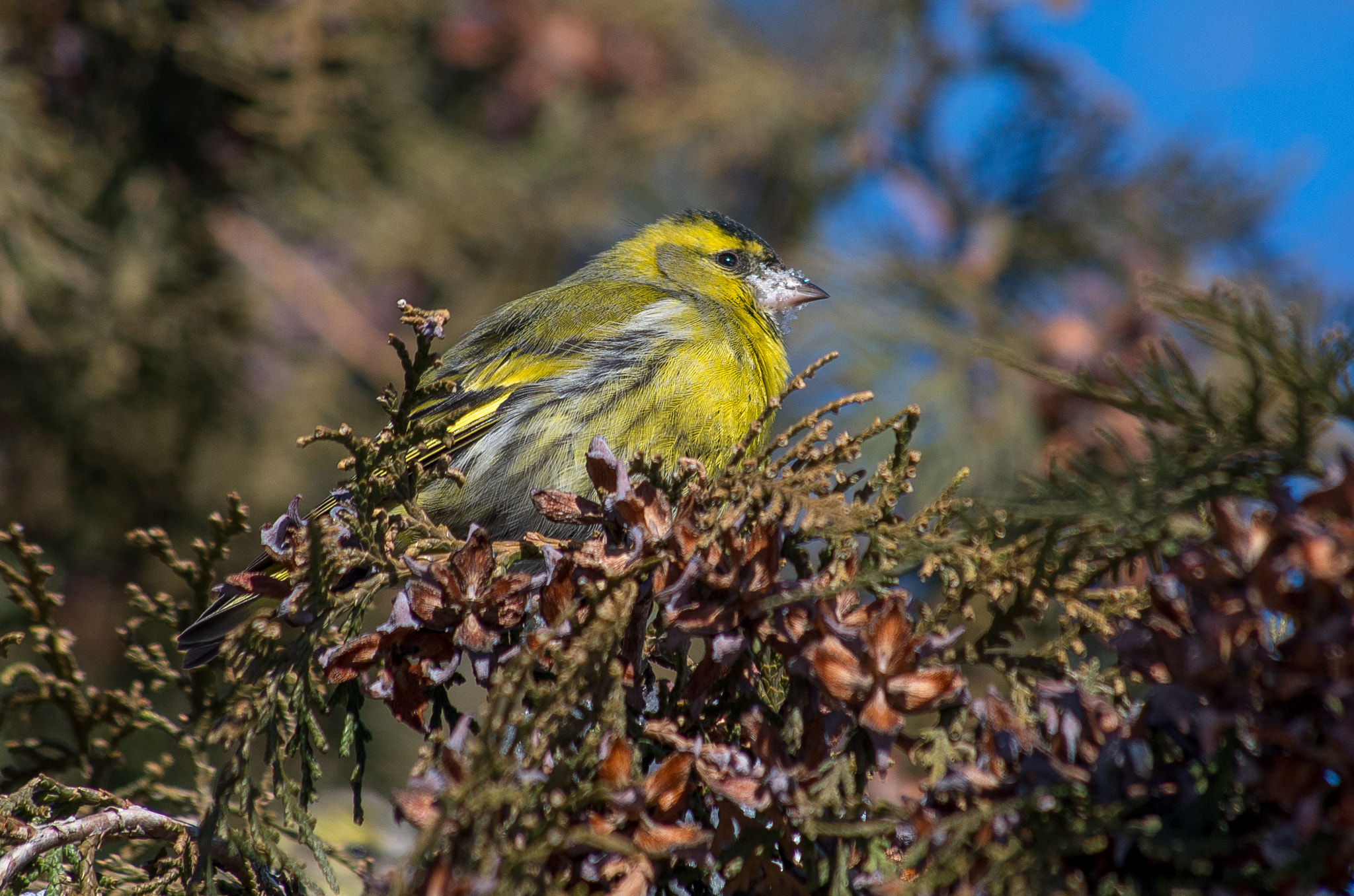 HD Pentax DA 55-300mm F4.0-5.8 ED WR sample photo. Eurasian siskin // spinus spinus photography