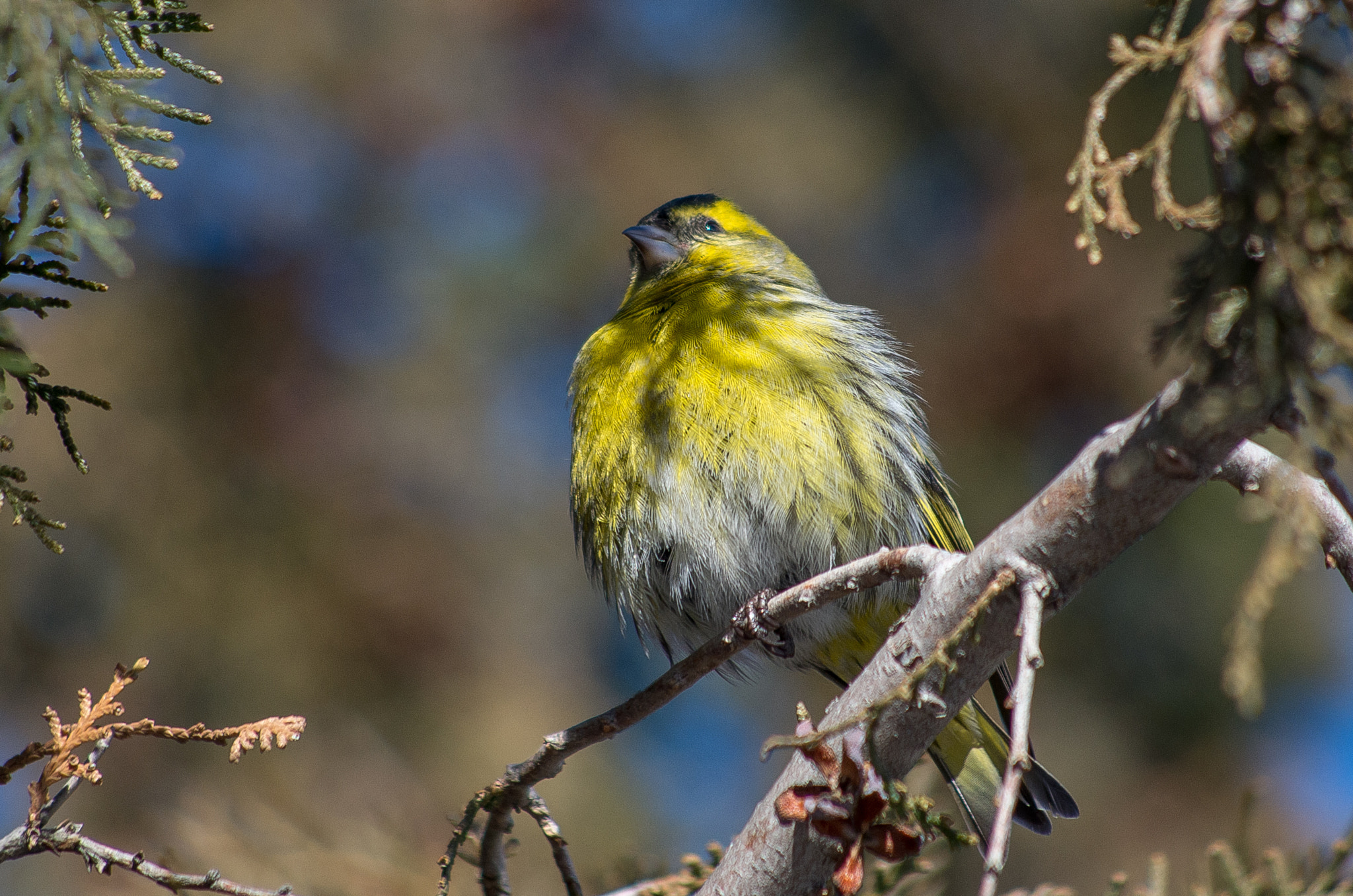 HD Pentax DA 55-300mm F4.0-5.8 ED WR sample photo. Eurasian siskin // spinus spinus photography