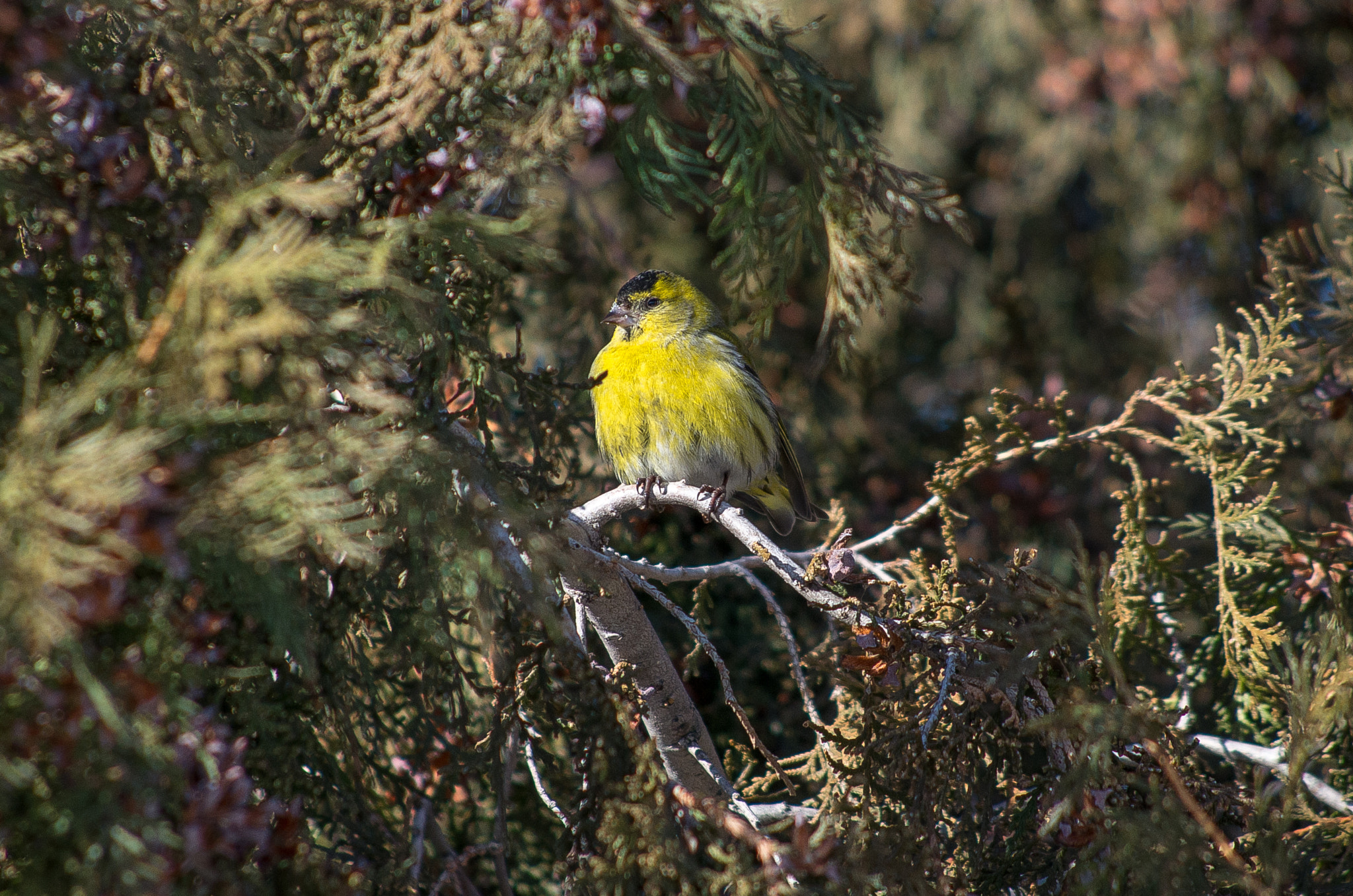 HD Pentax DA 55-300mm F4.0-5.8 ED WR sample photo. Eurasian siskin // spinus spinus photography