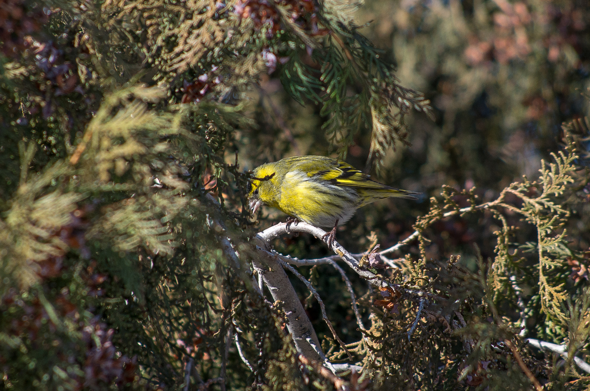 HD Pentax DA 55-300mm F4.0-5.8 ED WR sample photo. Eurasian siskin // spinus spinus photography