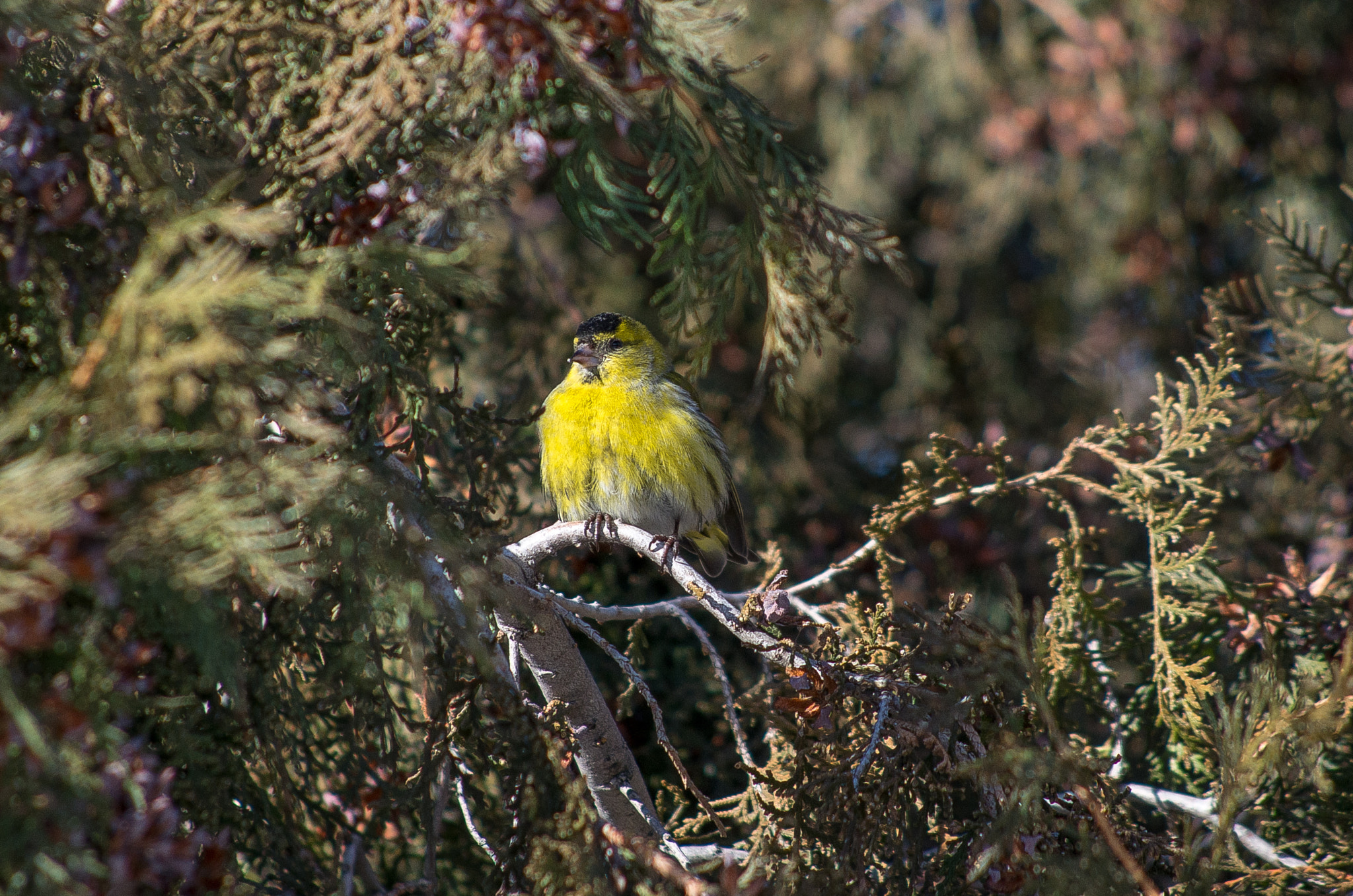 HD Pentax DA 55-300mm F4.0-5.8 ED WR sample photo. Eurasian siskin // spinus spinus photography