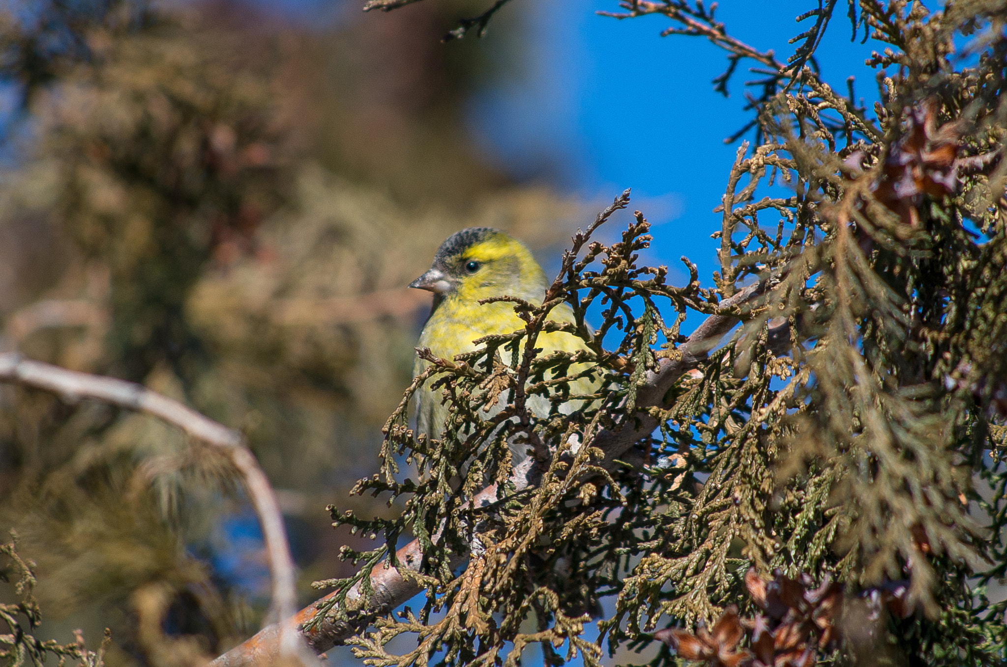 HD Pentax DA 55-300mm F4.0-5.8 ED WR sample photo. Eurasian siskin // spinus spinus photography