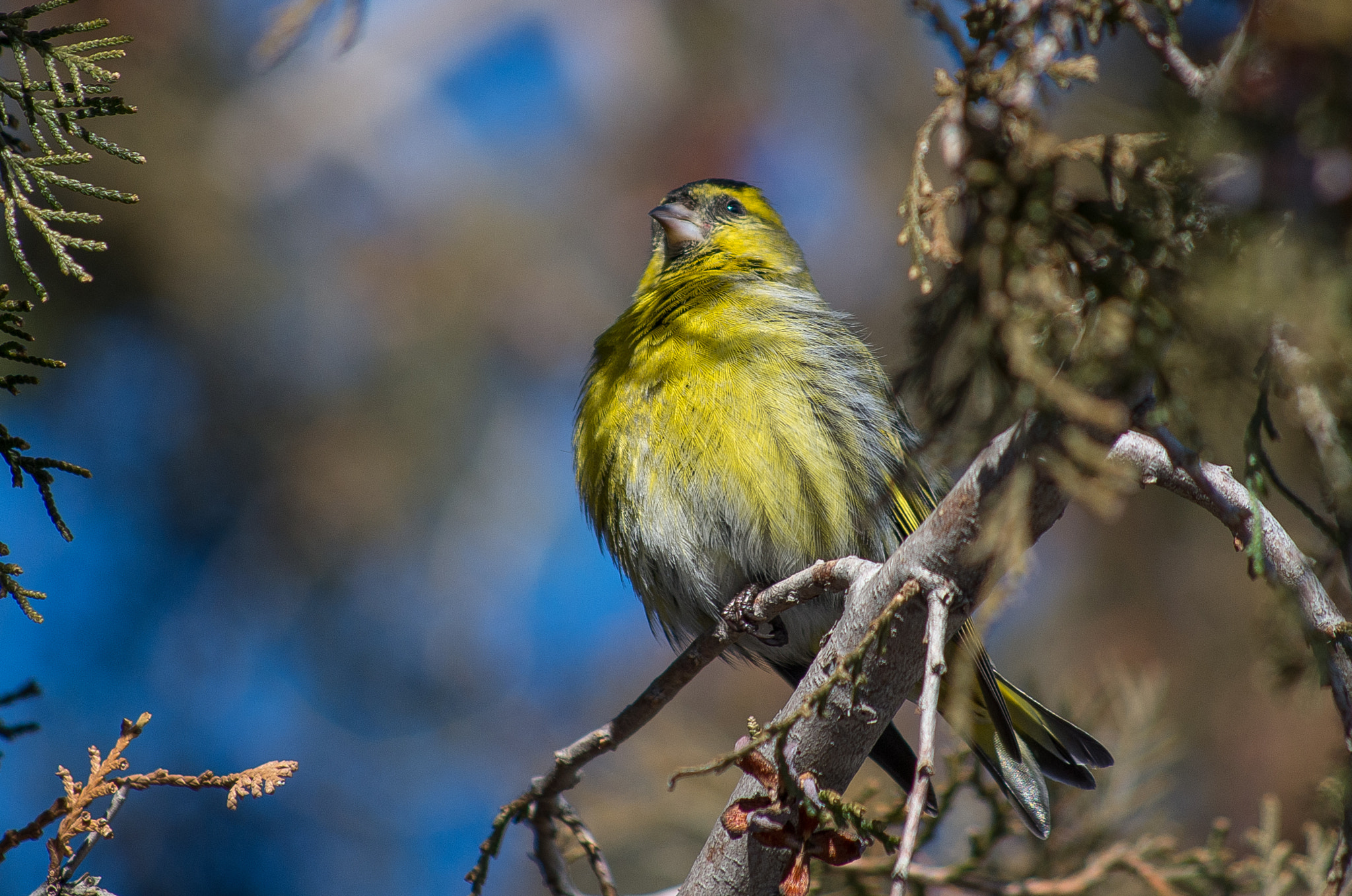 HD Pentax DA 55-300mm F4.0-5.8 ED WR sample photo. Eurasian siskin // spinus spinus photography