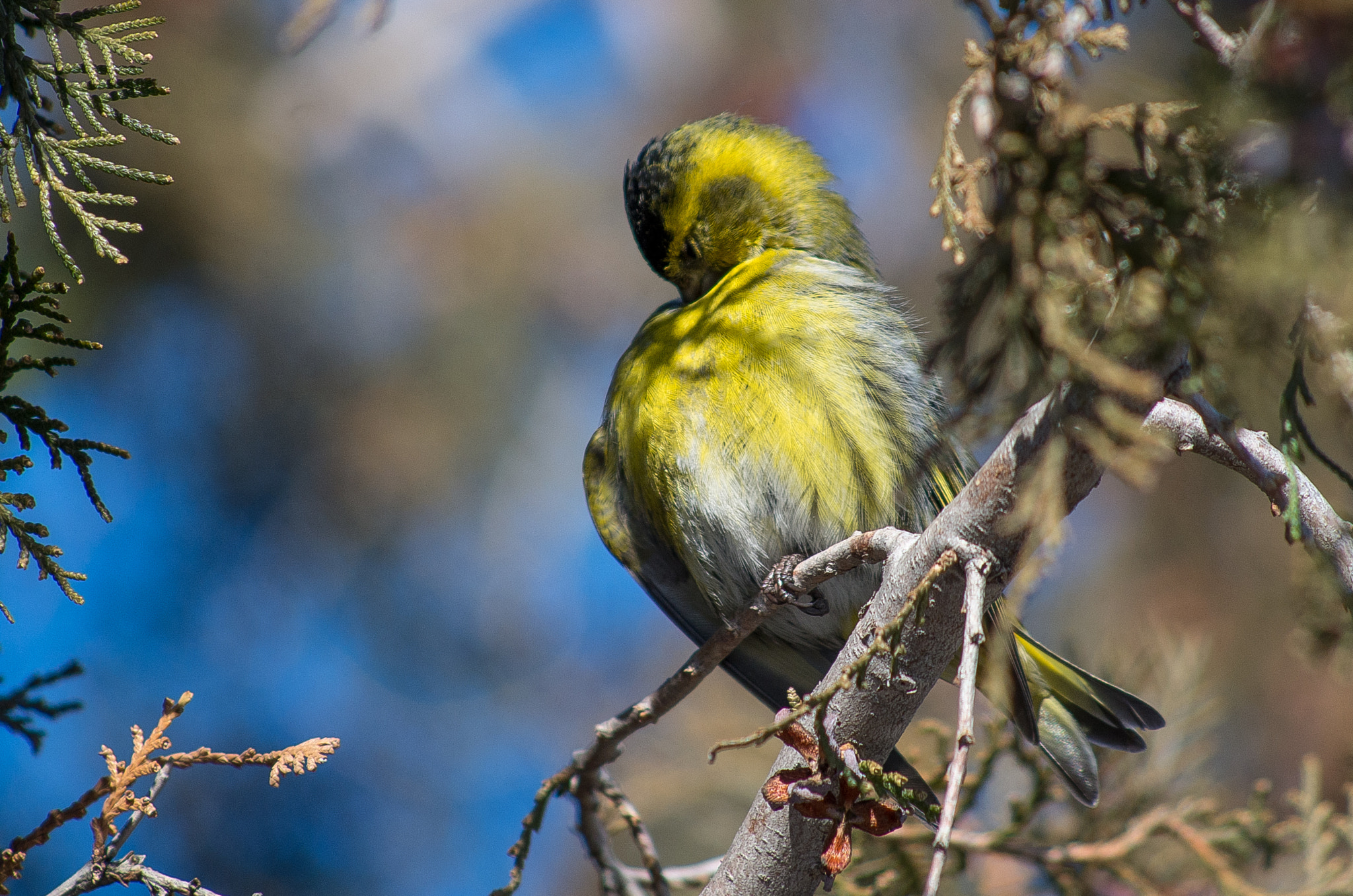 HD Pentax DA 55-300mm F4.0-5.8 ED WR sample photo. Eurasian siskin // spinus spinus photography