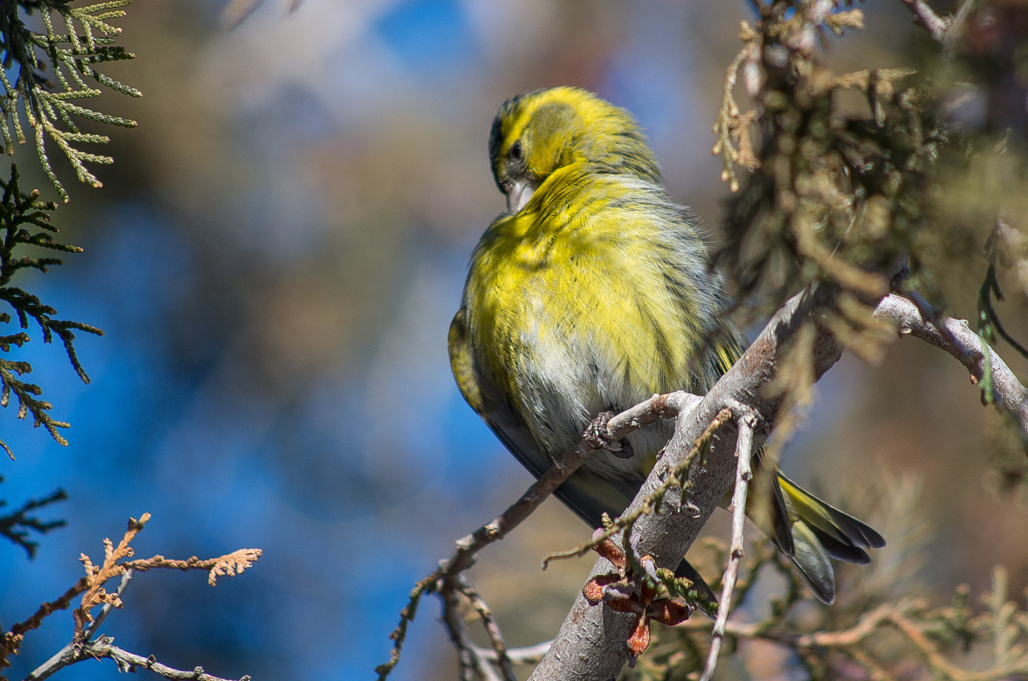 HD Pentax DA 55-300mm F4.0-5.8 ED WR sample photo. Eurasian siskin // spinus spinus photography