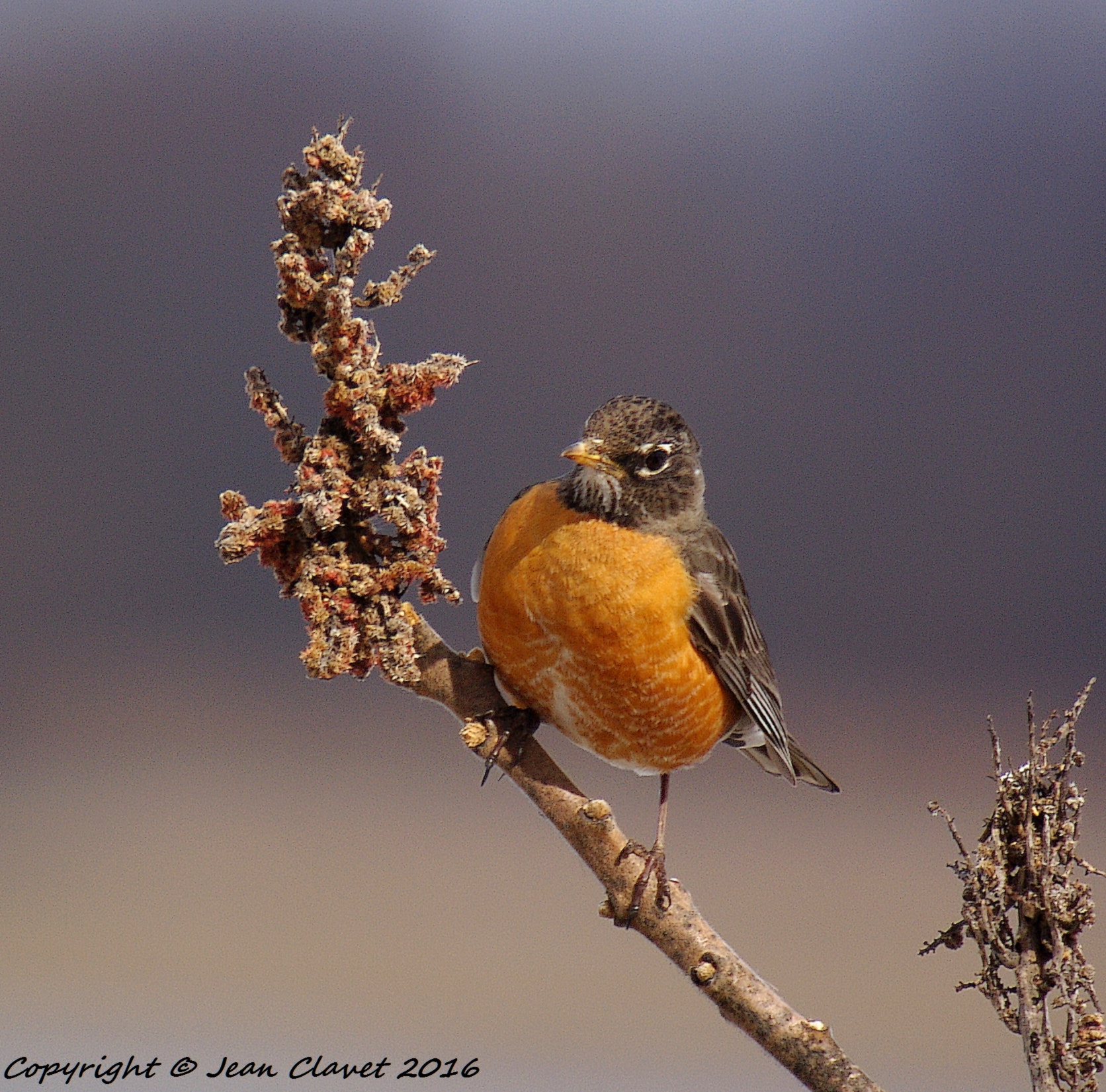 Pentax K-7 sample photo. Merle d'amérique/ american robin photography