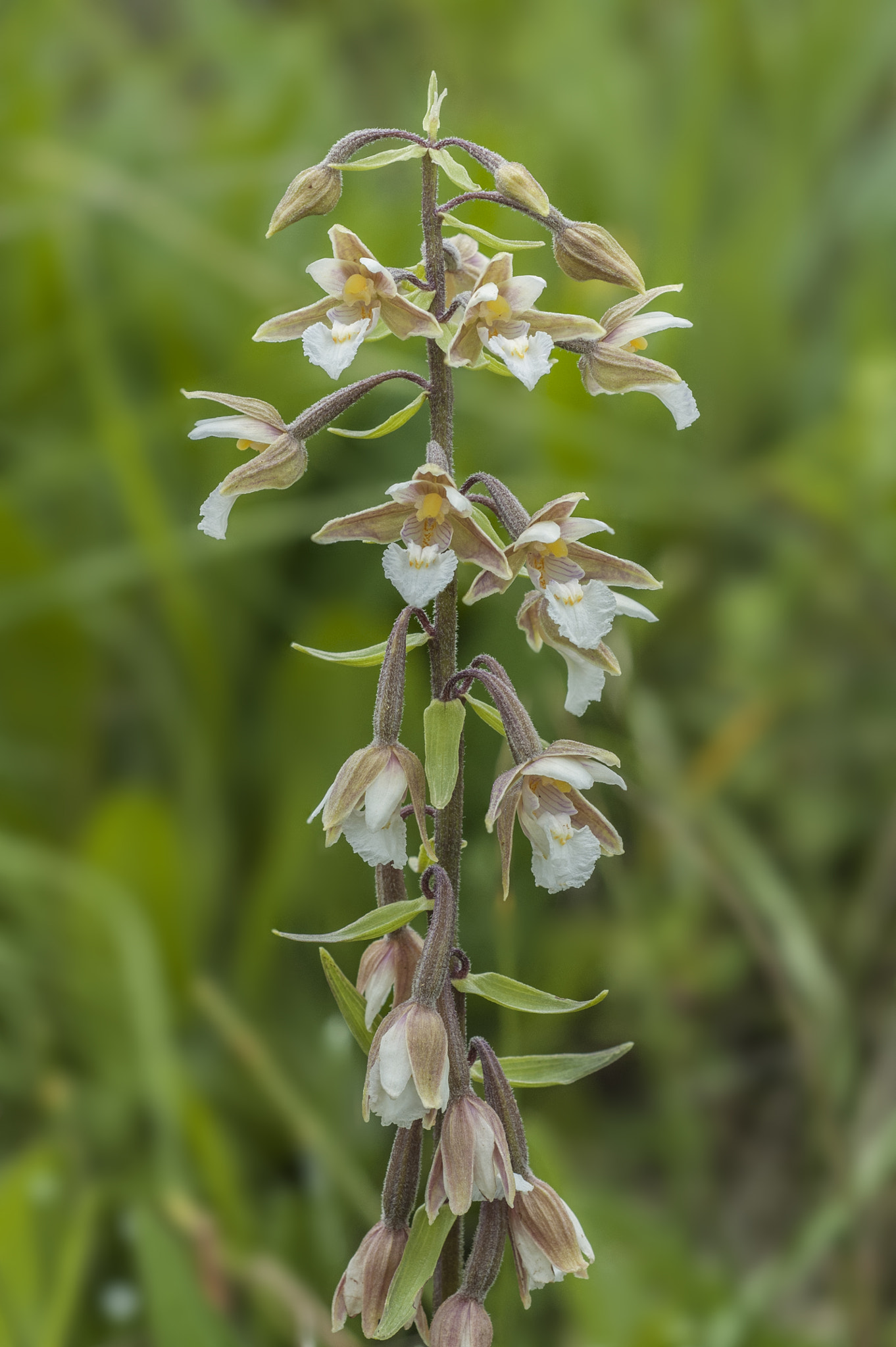 Nikon D200 + Nikon AF Micro-Nikkor 60mm F2.8D sample photo. Epipactis palustris photography