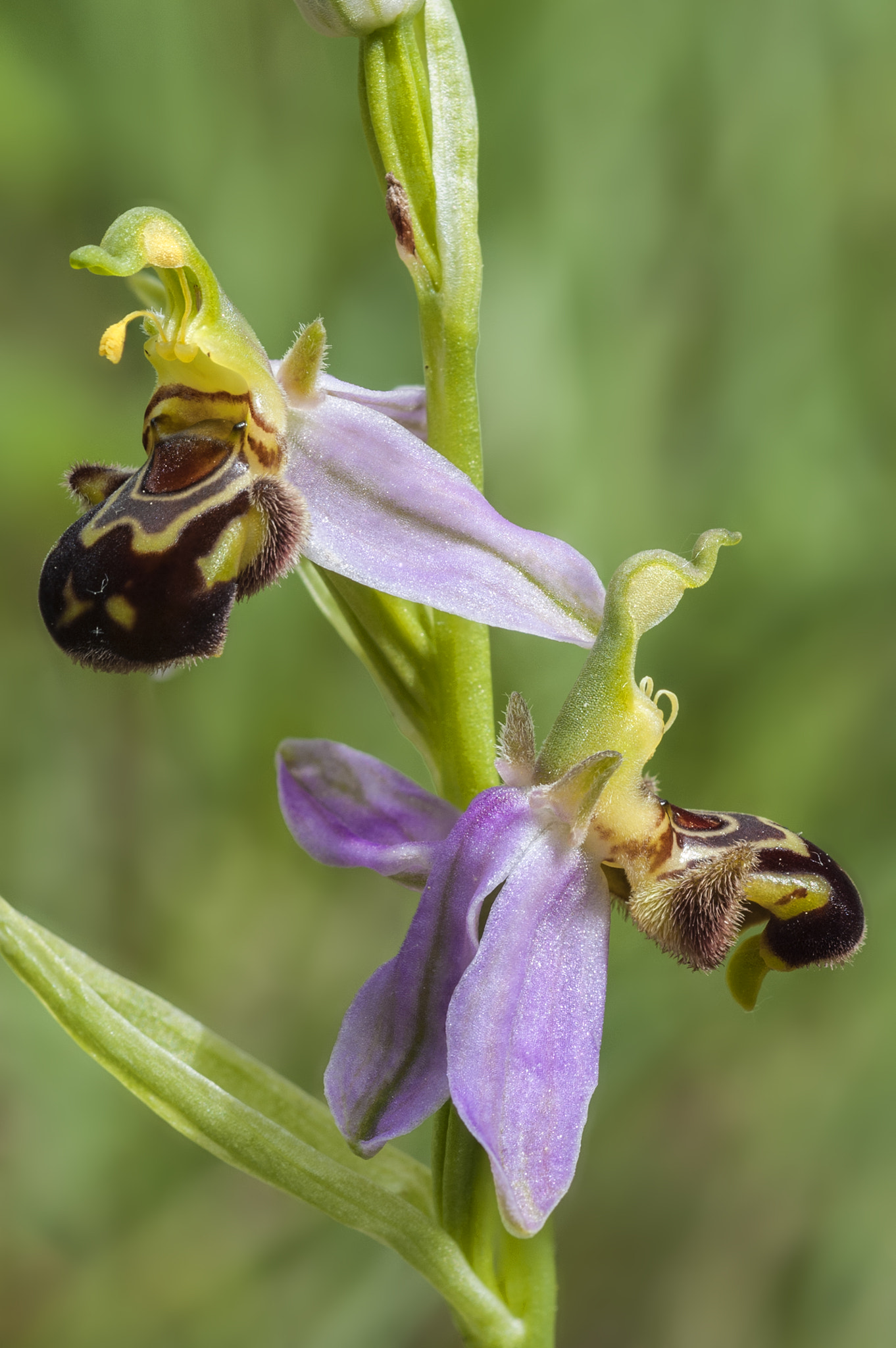 Nikon D200 sample photo. Ophrys apifera photography