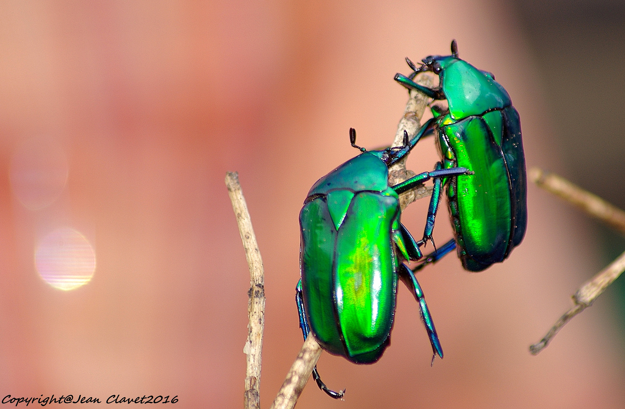 Pentax K100D + smc PENTAX-FA J 75-300mm F4.5-5.8 AL sample photo. Cétoine dorée/ cetonia aurata photography