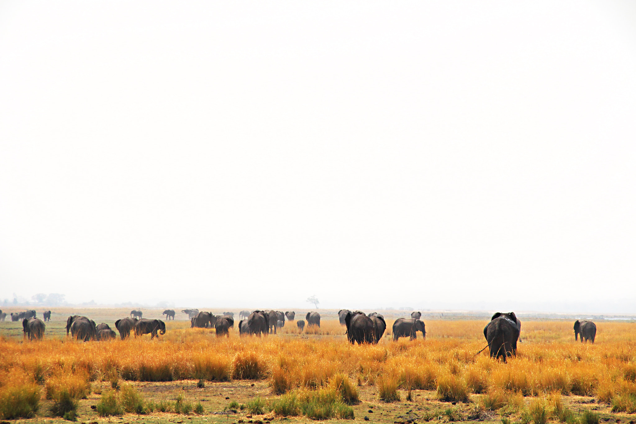 Canon EOS 650D (EOS Rebel T4i / EOS Kiss X6i) sample photo. Chobe - the elephant's kingdom photography